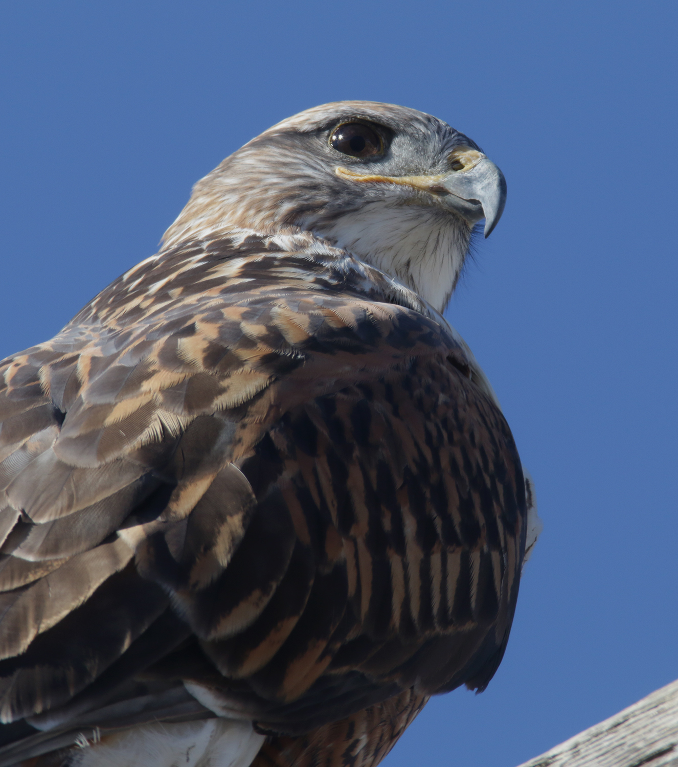 Ferruginous Hawk in Monterey County, California (1/1/2021).