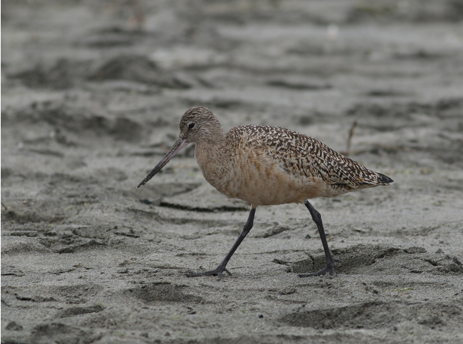 Marbled Godwit in Monterey County, California (1/2/2021).