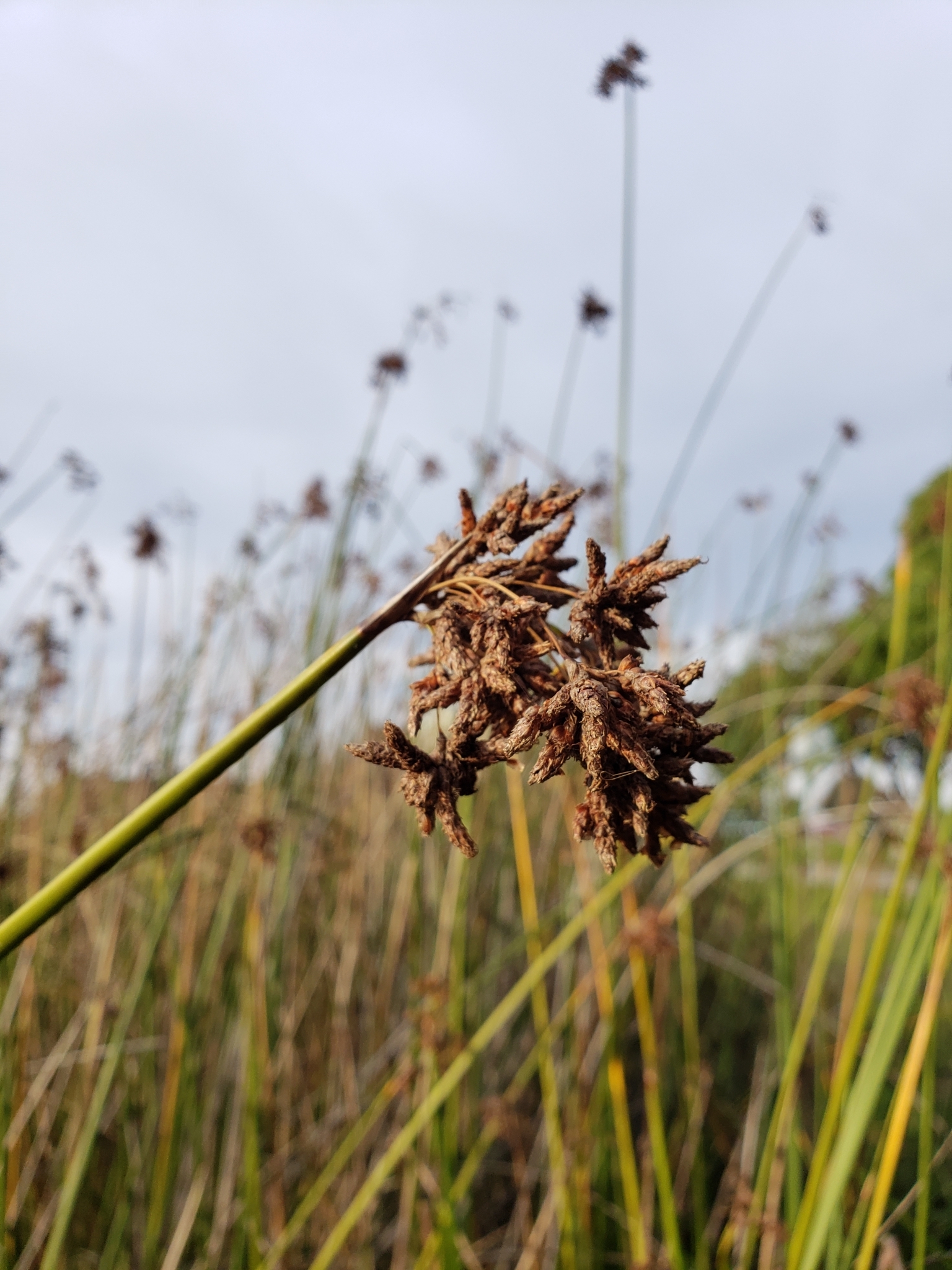 Genus<em> Schoenoplectus</em> in Monterey County, California (1/3/2021).