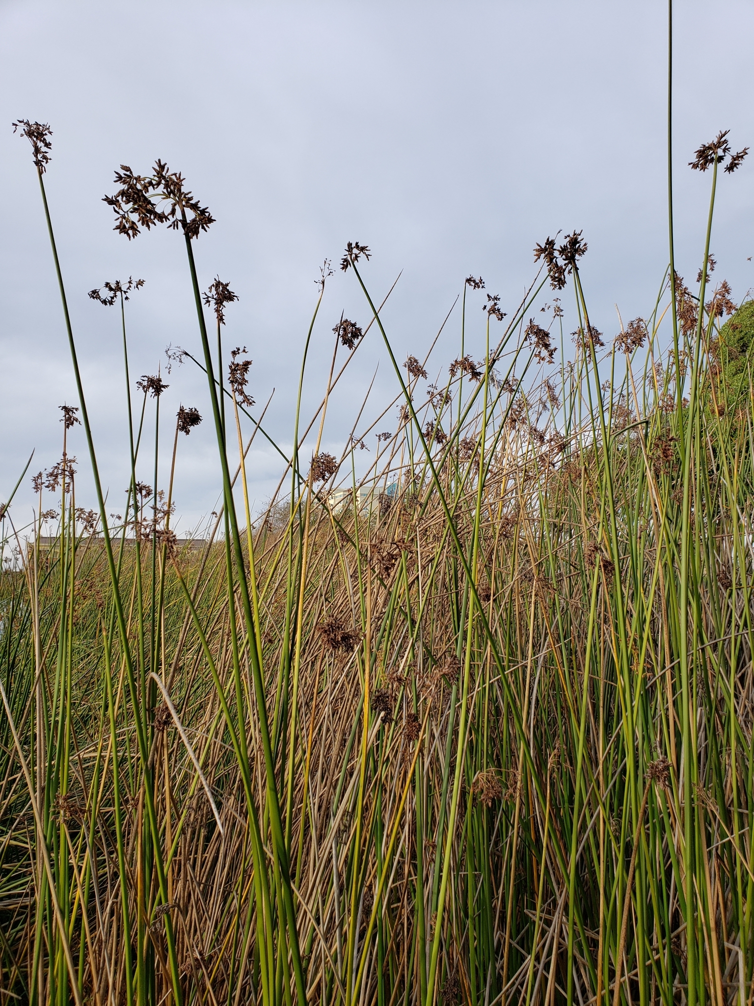 Genus<em> Schoenoplectus</em> in Monterey County, California (1/3/2021).