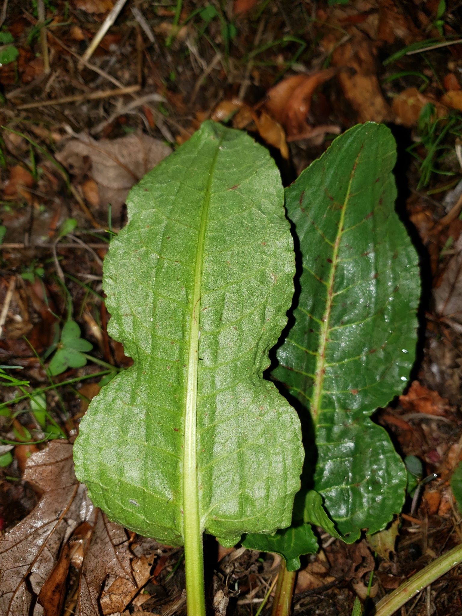 Genus<em> Rumex</em> in Monterey County, California (1/4/2021).
