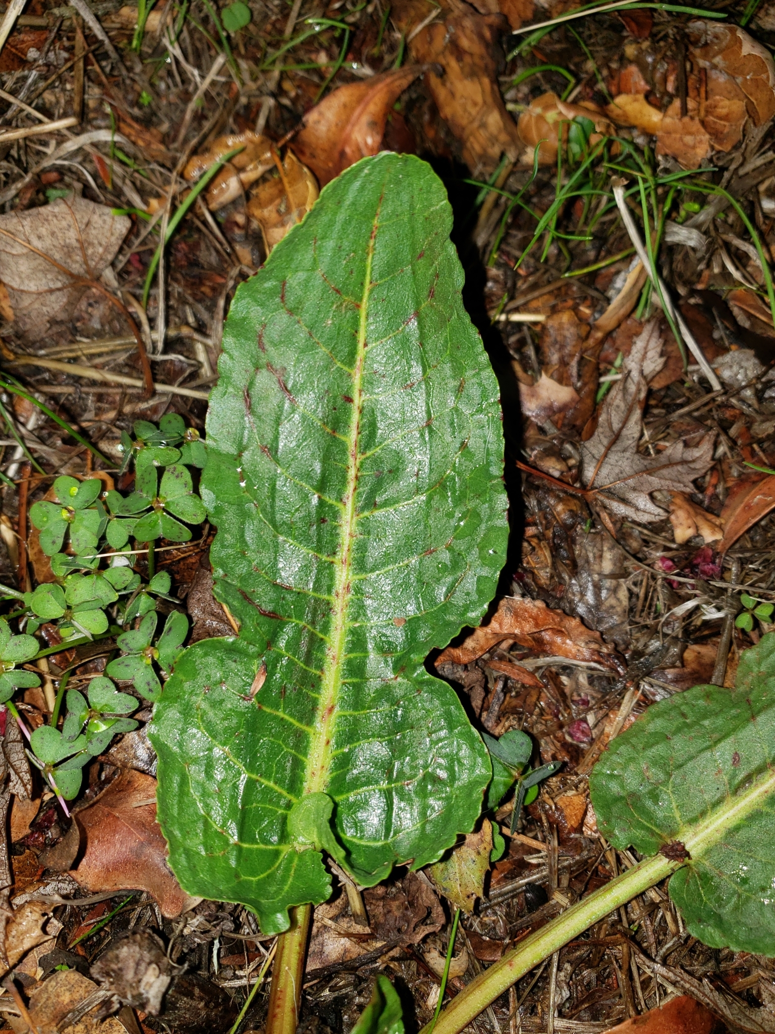 Genus<em> Rumex</em> in Monterey County, California (1/4/2021).