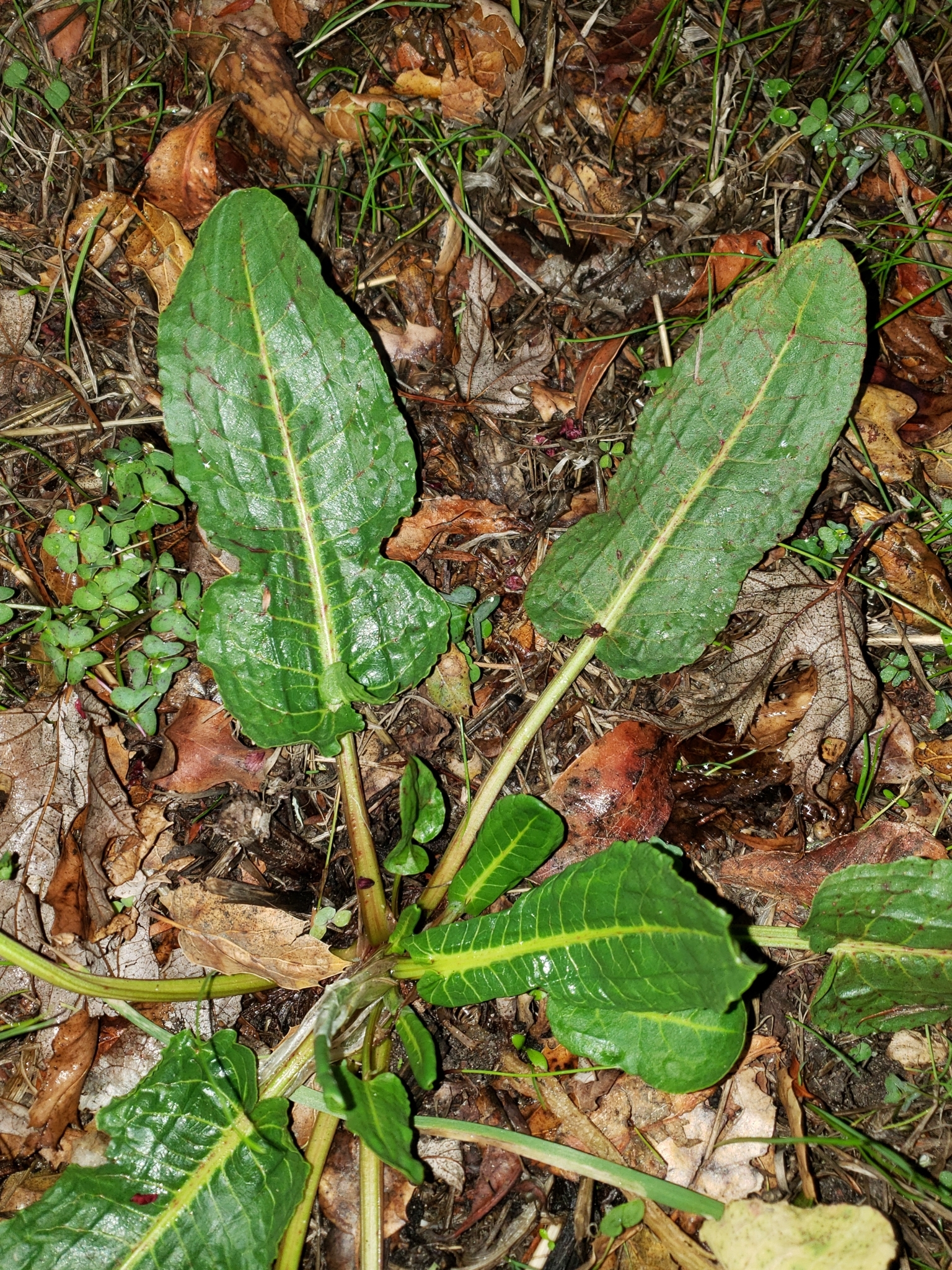 Genus<em> Rumex</em> in Monterey County, California (1/4/2021).