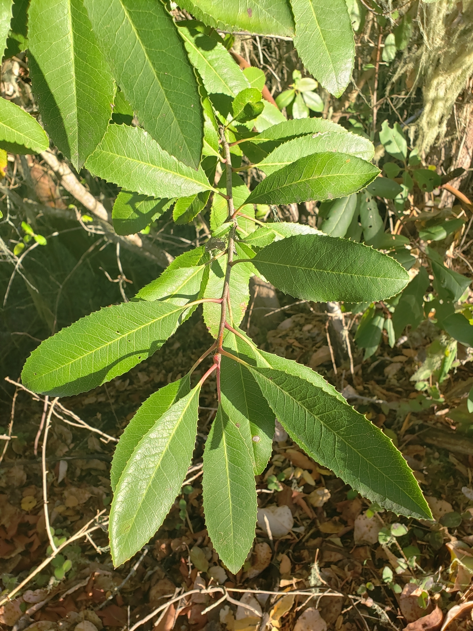 Toyon in Monterey County, California (1/7/2021).