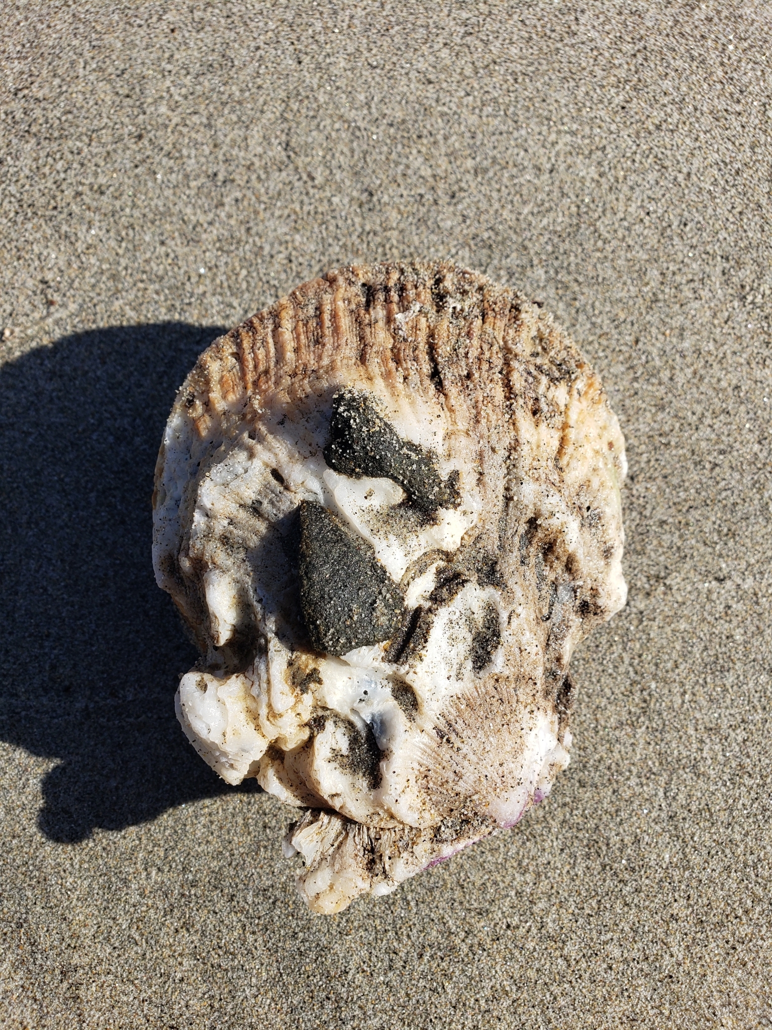 Giant Rock Scallop in Monterey County, California (1/9/2021).