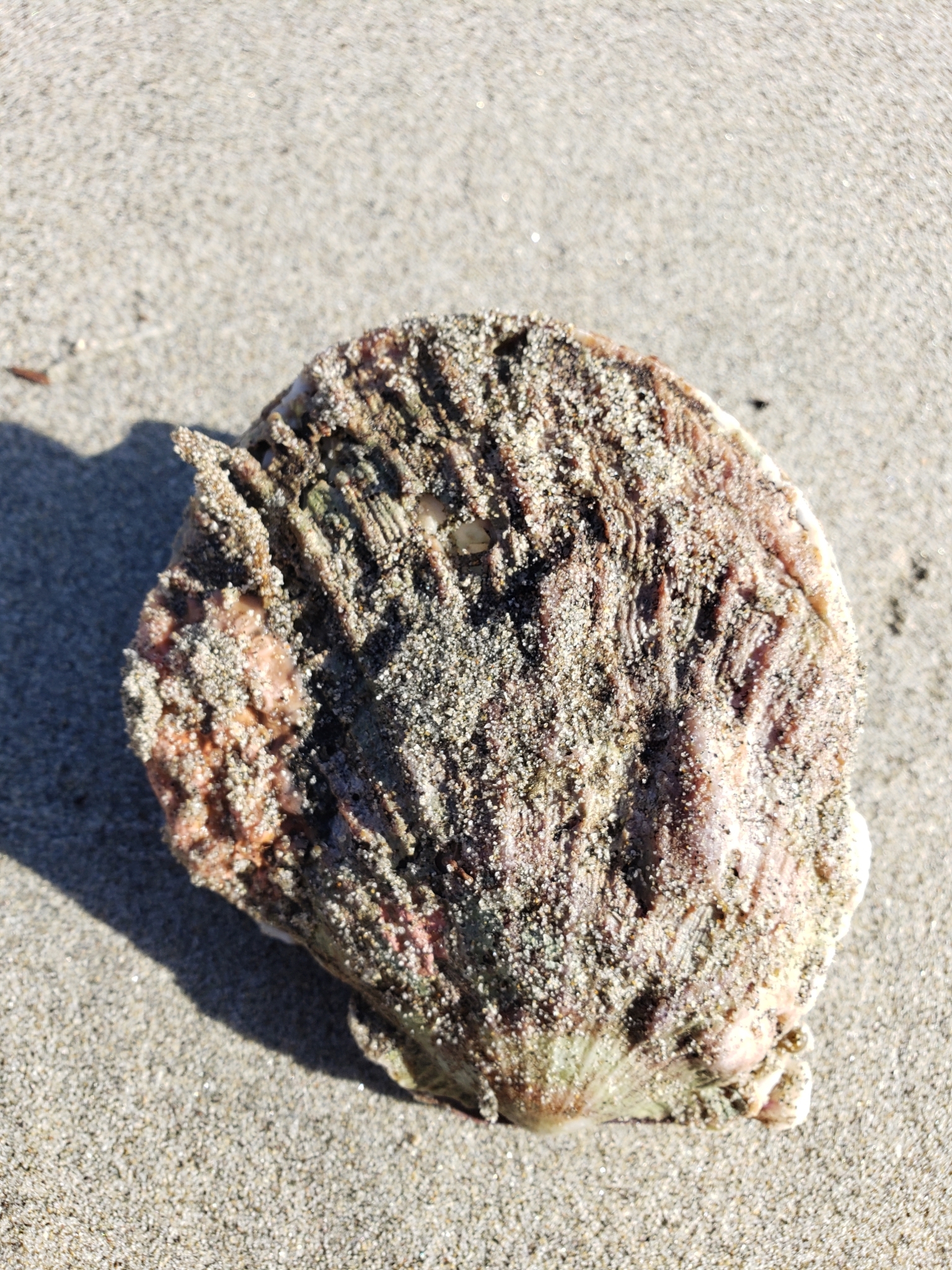 Giant Rock Scallop in Monterey County, California (1/9/2021).