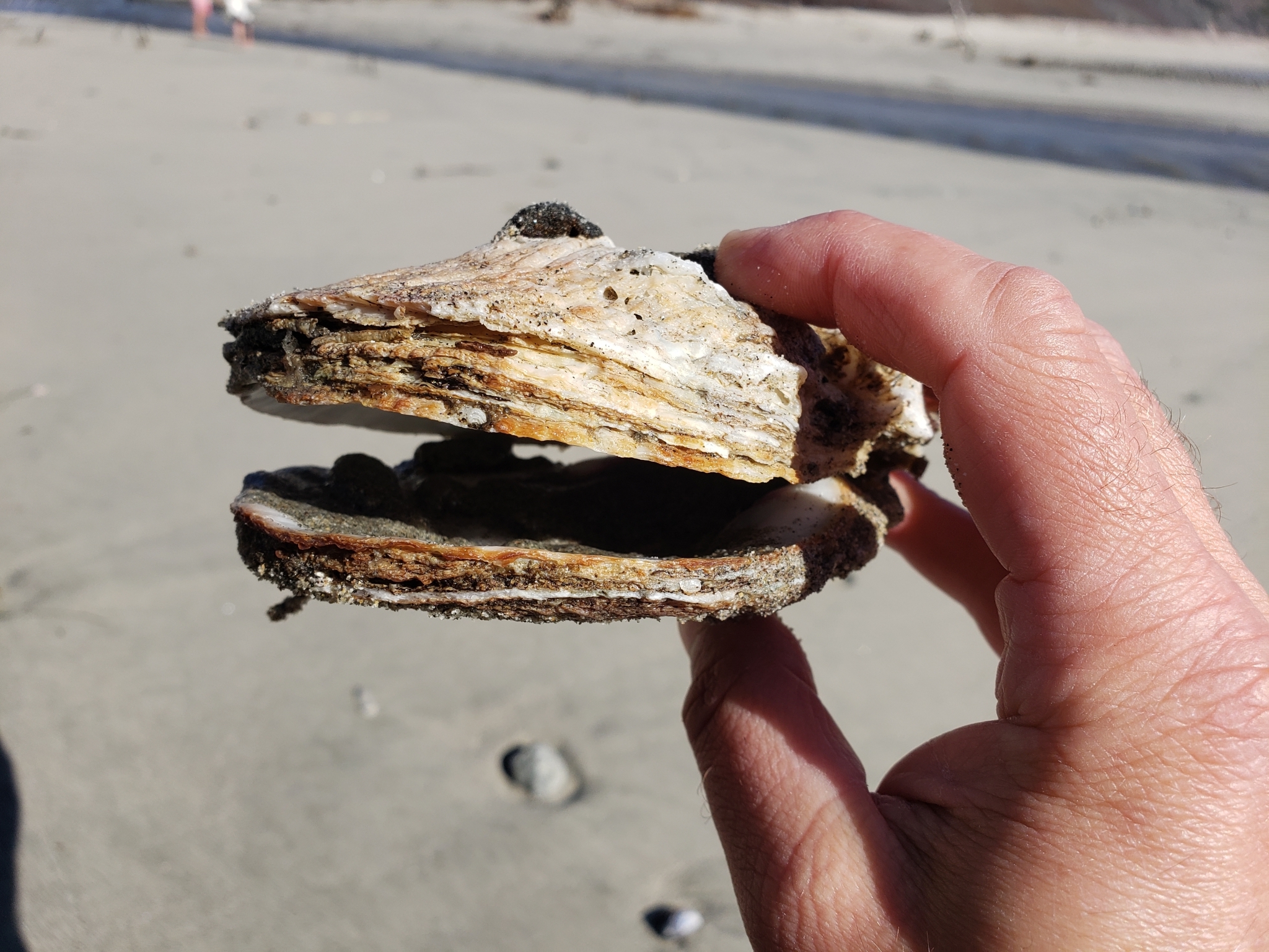 Giant Rock Scallop in Monterey County, California (1/9/2021).