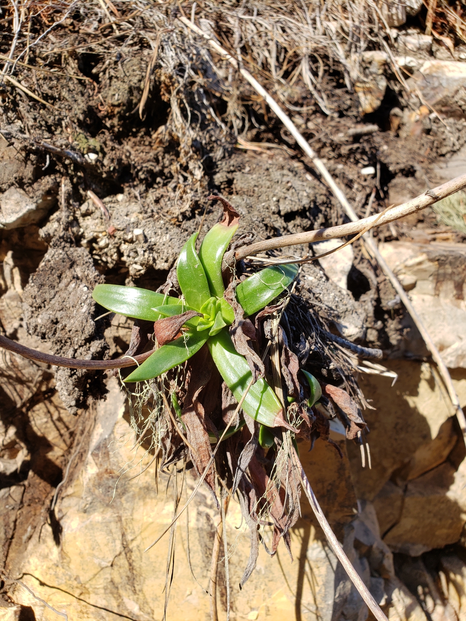 Lanceleaf Liveforever in Monterey County, California (1/10/2021).