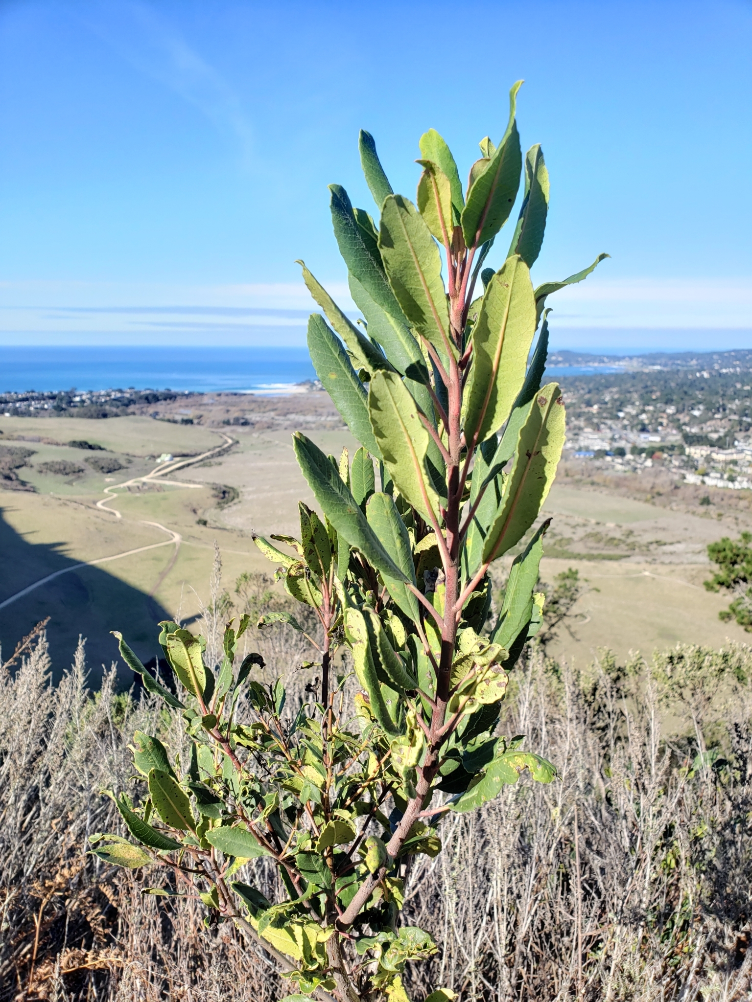 Toyon in Monterey County, California (1/10/2021).