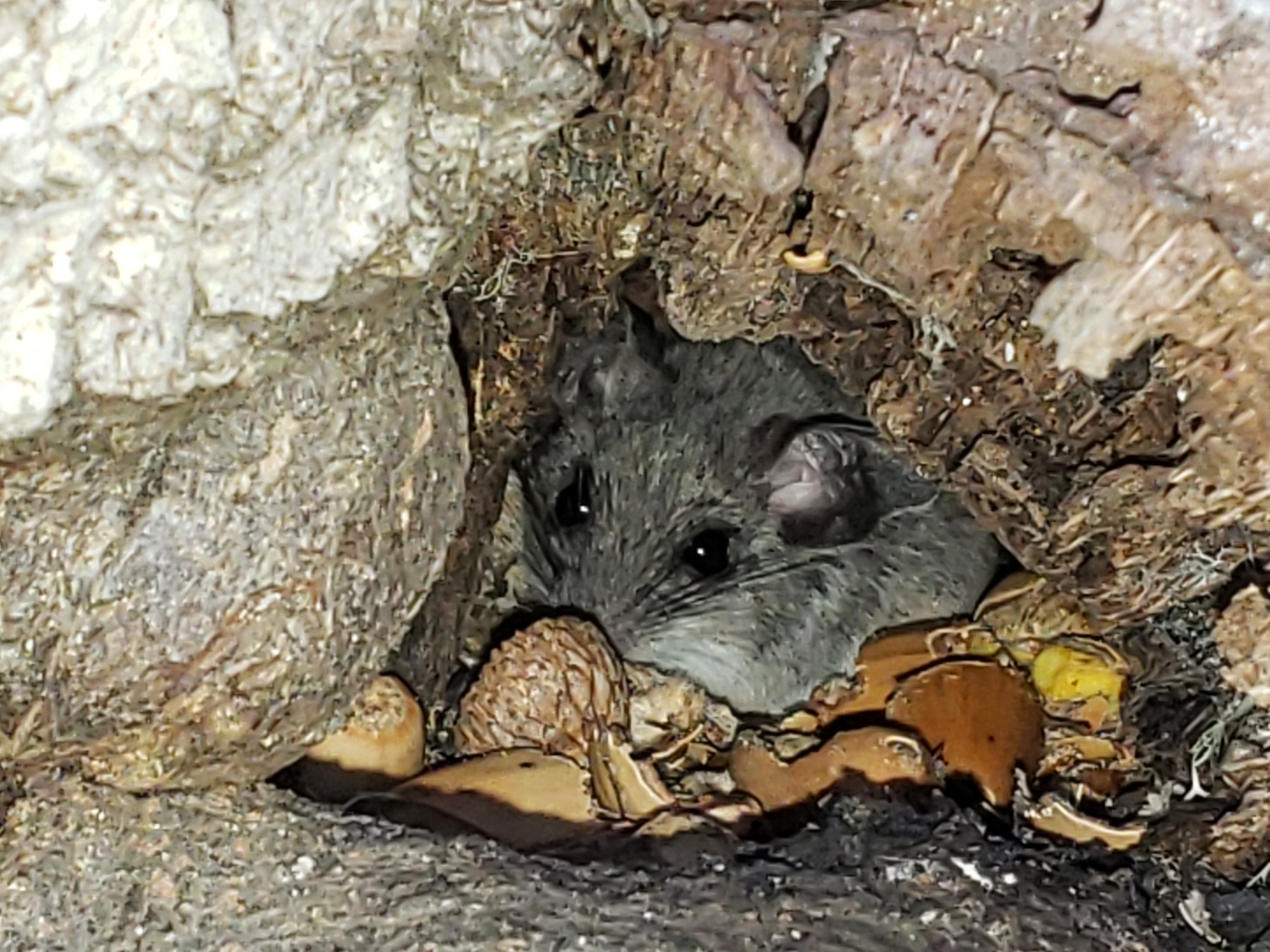 Genus<em> Peromyscus</em> in Monterey County, California (1/10/2021).