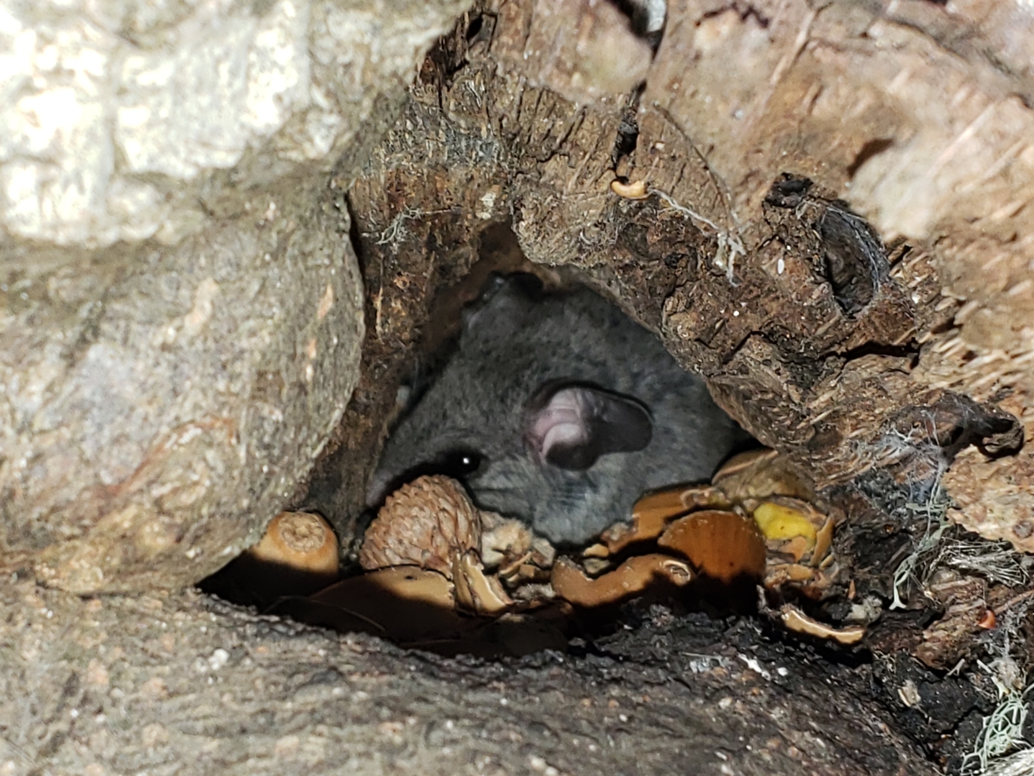 Genus<em> Peromyscus</em> in Monterey County, California (1/10/2021).