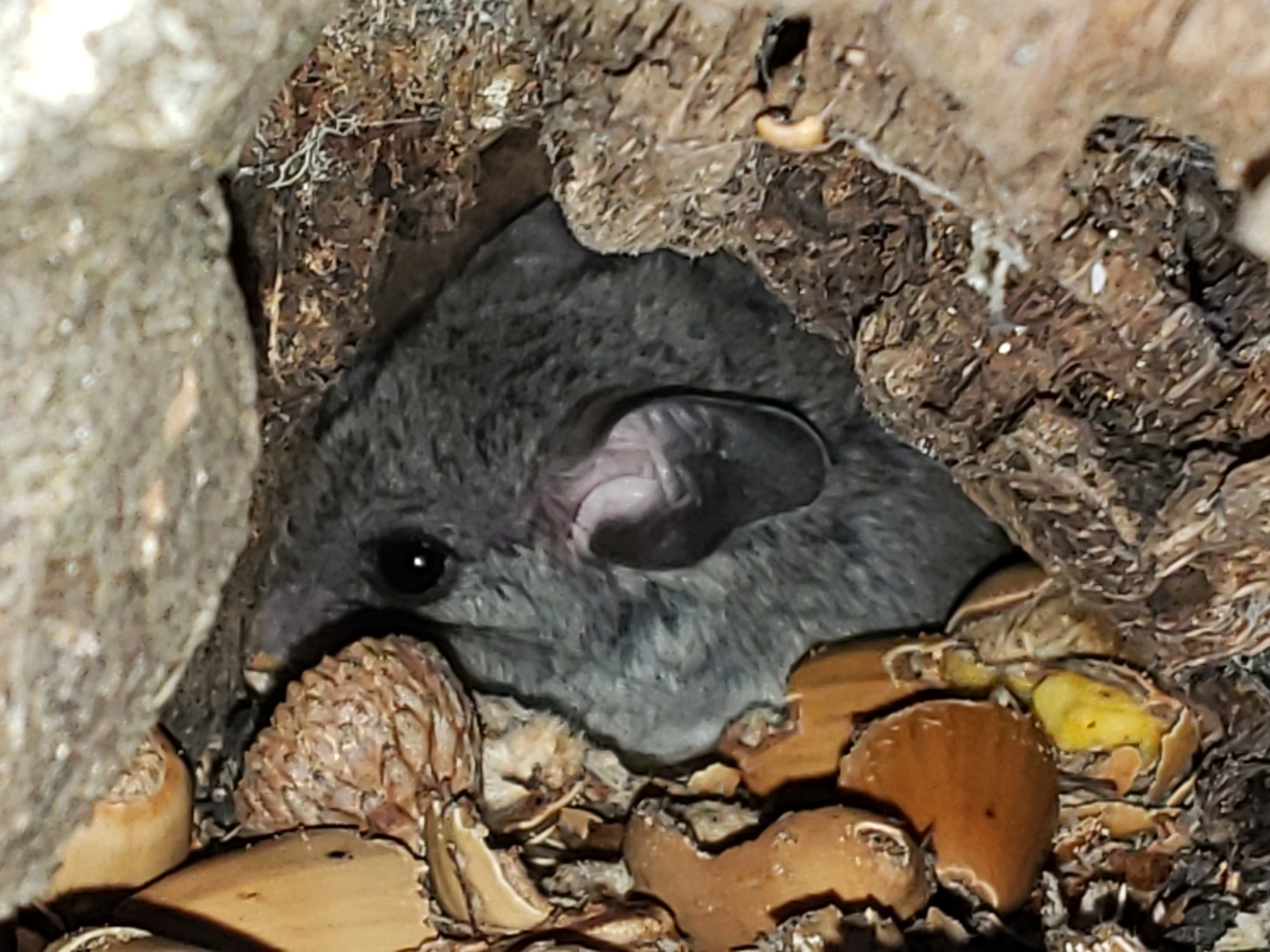 Genus<em> Peromyscus</em> in Monterey County, California (1/10/2021).