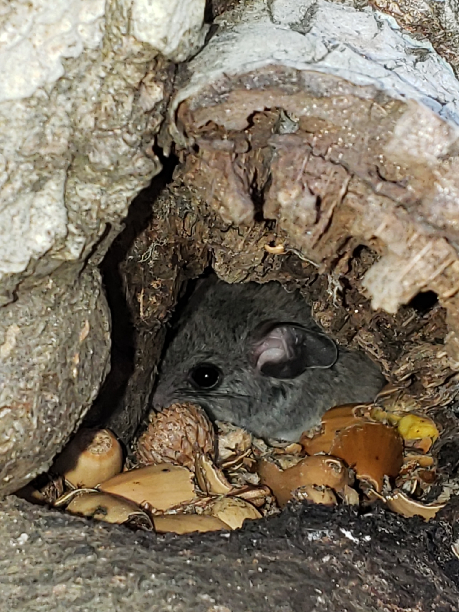 Genus<em> Peromyscus</em> in Monterey County, California (1/10/2021).