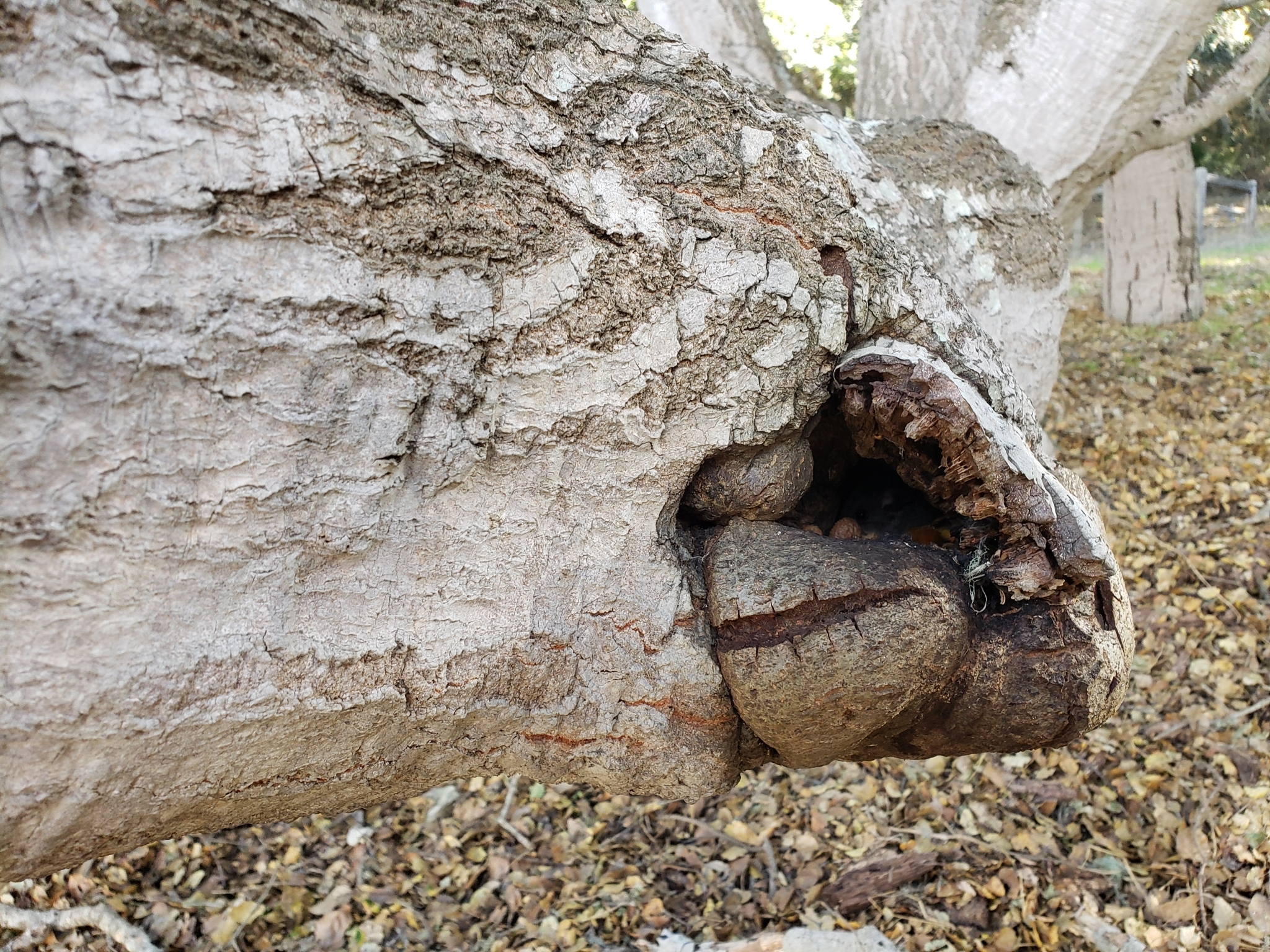 Genus<em> Peromyscus</em> in Monterey County, California (1/10/2021).