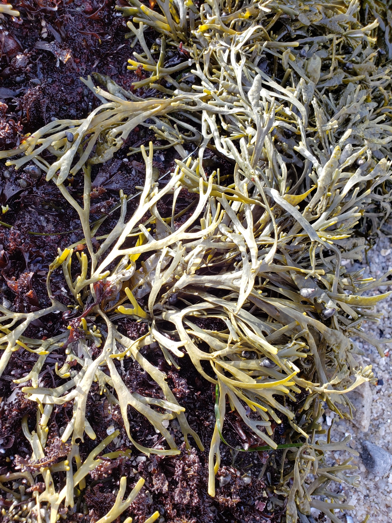 Golden Rockweed in Monterey County, California (1/12/2021).