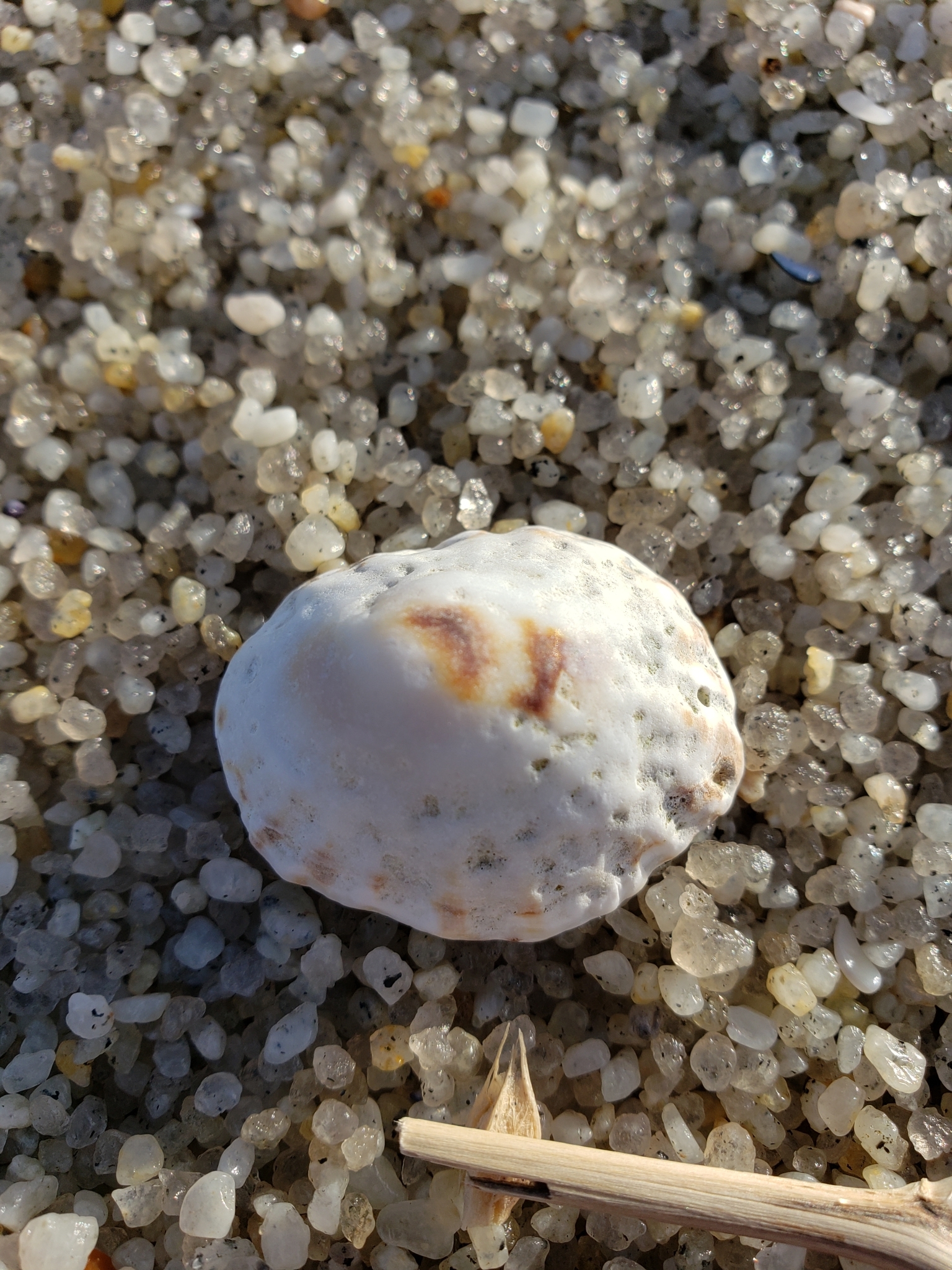 Genus<em> Lottia</em> in Monterey County, California (1/12/2021).