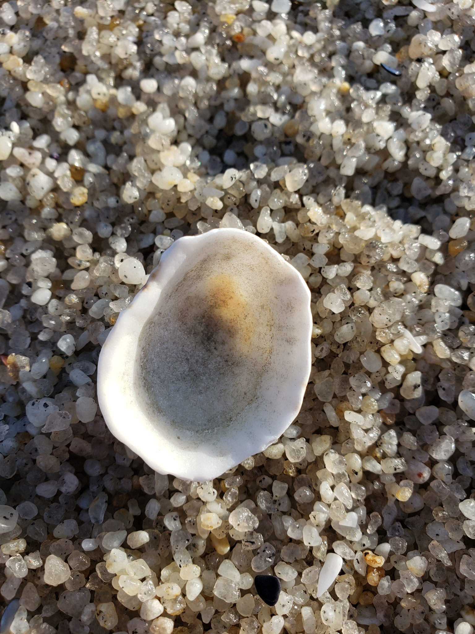 Genus<em> Lottia</em> in Monterey County, California (1/12/2021).