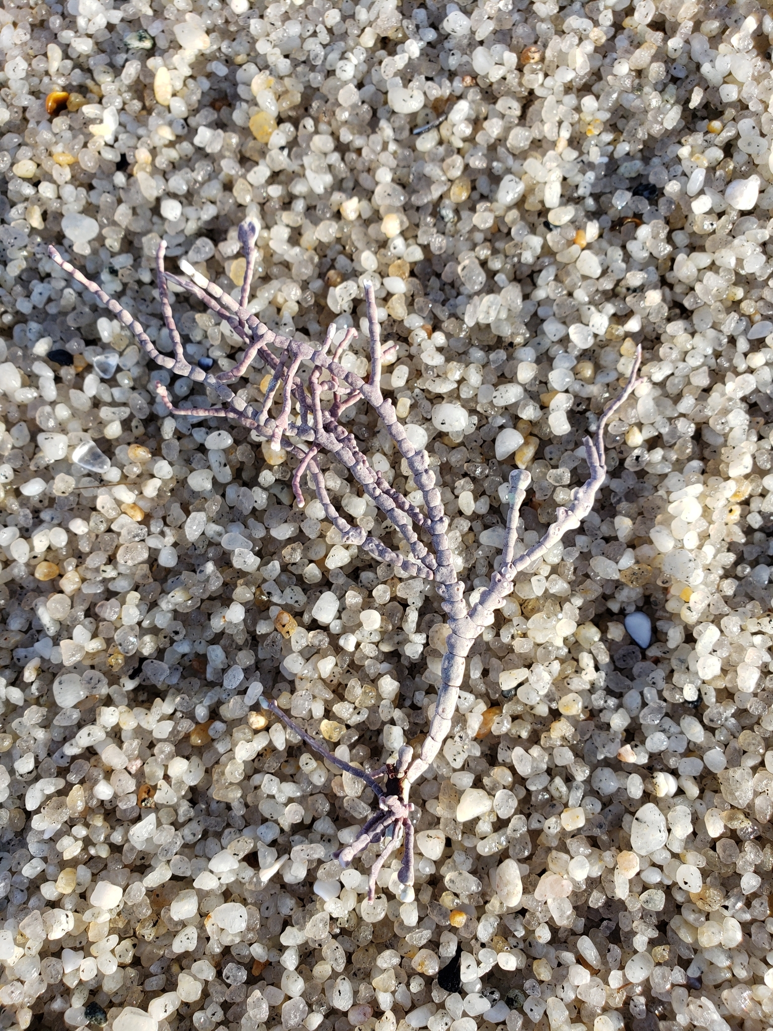 <em>Calliarthron tuberculosum</em> in Monterey County, California (1/12/2021).