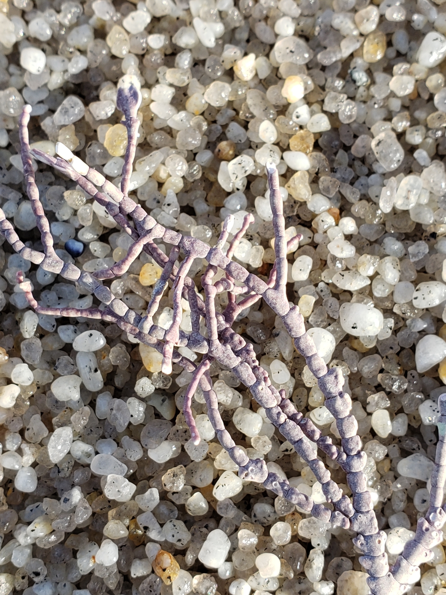 <em>Calliarthron tuberculosum</em> in Monterey County, California (1/12/2021).