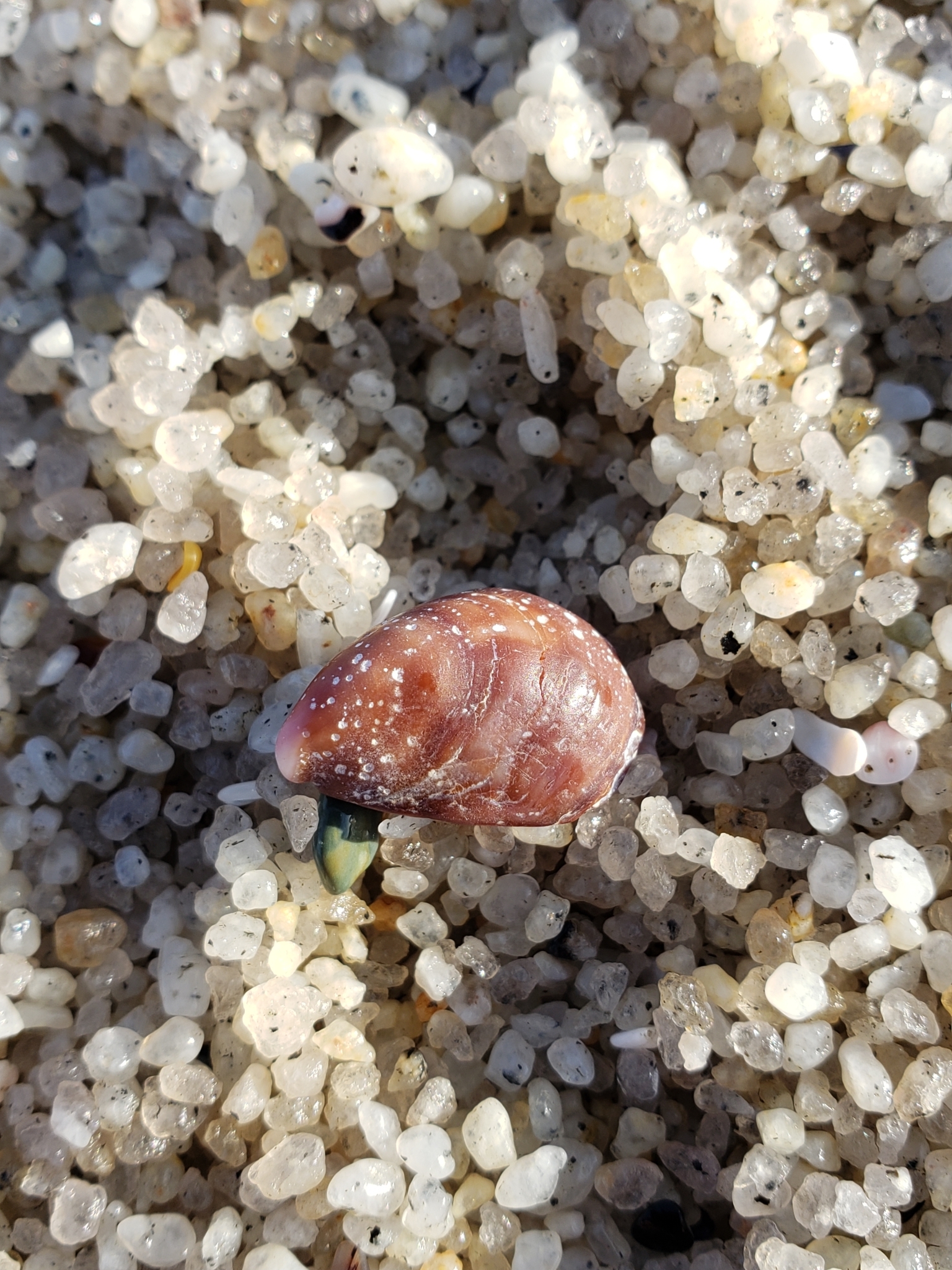 Hooked Slippersnail in Monterey County, California (1/12/2021).