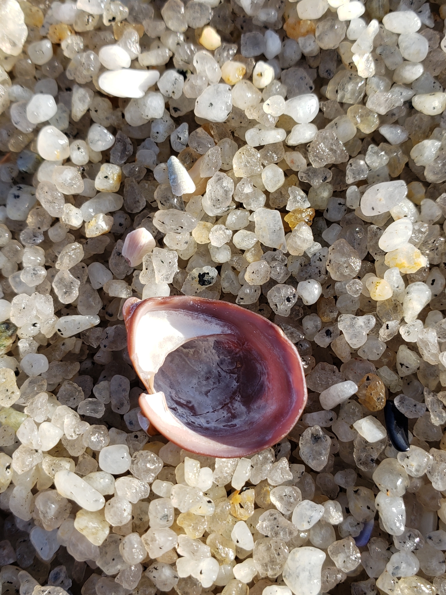 Hooked Slippersnail in Monterey County, California (1/12/2021).