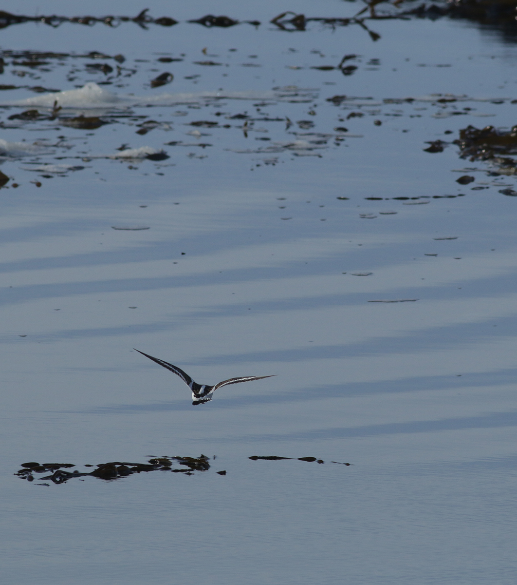 Ruddy Turnstone in Monterey County, California (1/12/2021).