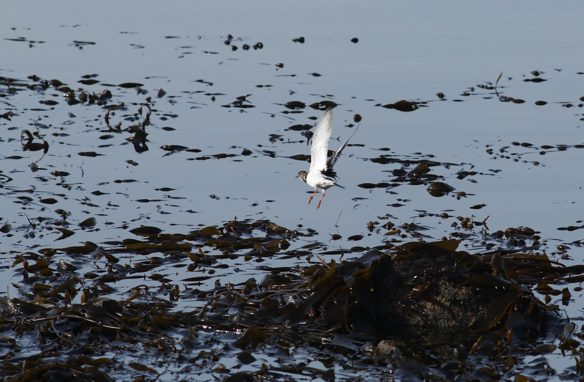 Ruddy Turnstone in Monterey County, California (1/12/2021).