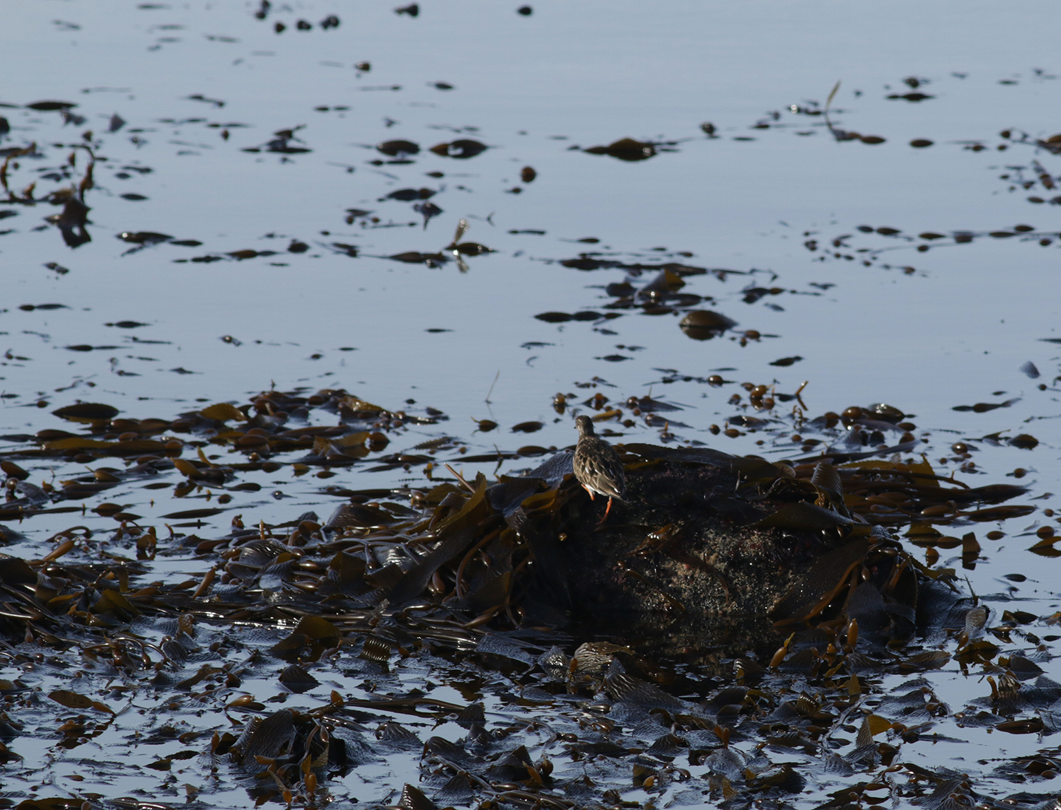 Ruddy Turnstone in Monterey County, California (1/12/2021).