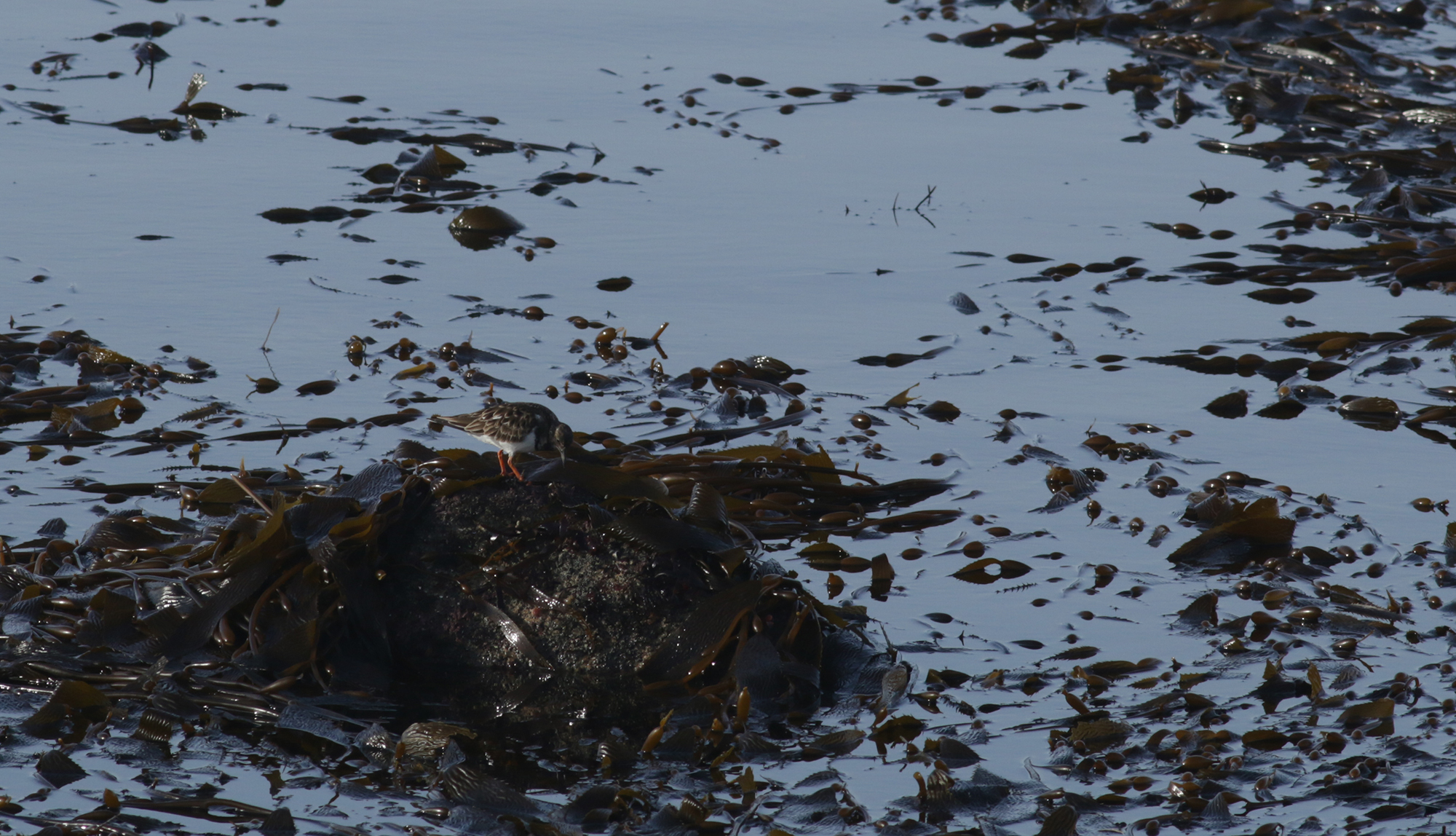 Ruddy Turnstone in Monterey County, California (1/12/2021).