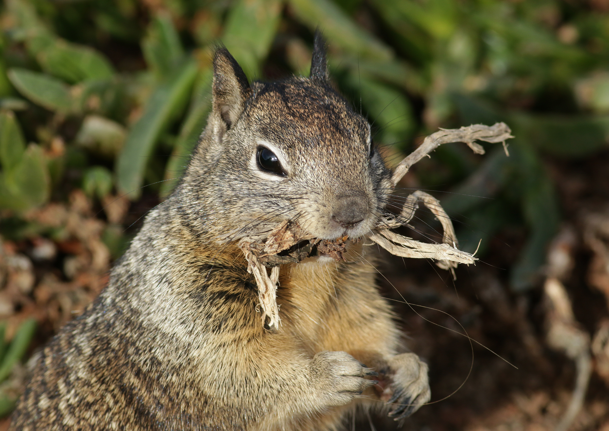 California Ground Squirrel in Monterey County, California (1/12/2021).
