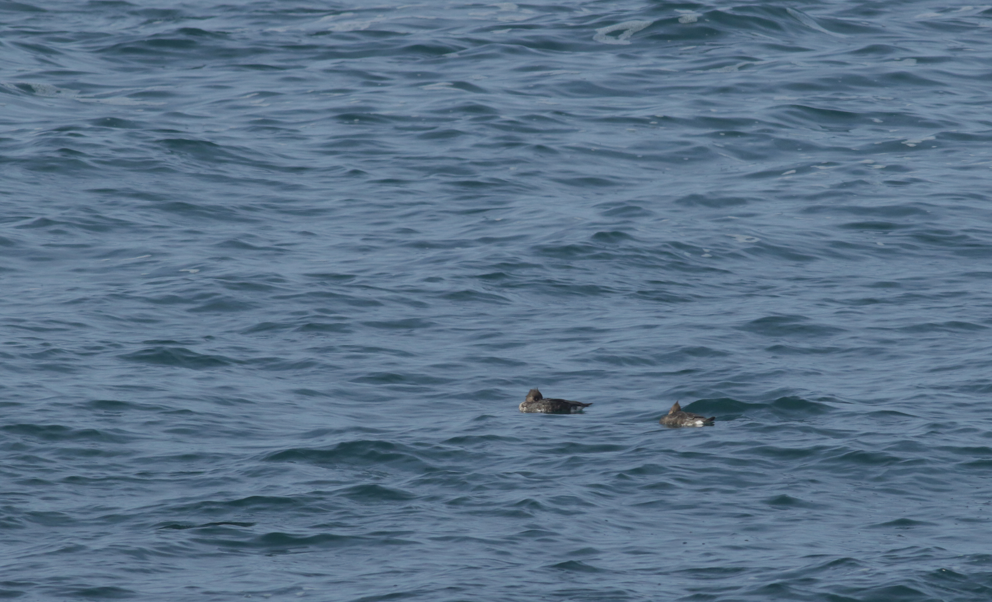Red-breasted Merganser in Monterey County, California (1/12/2021).