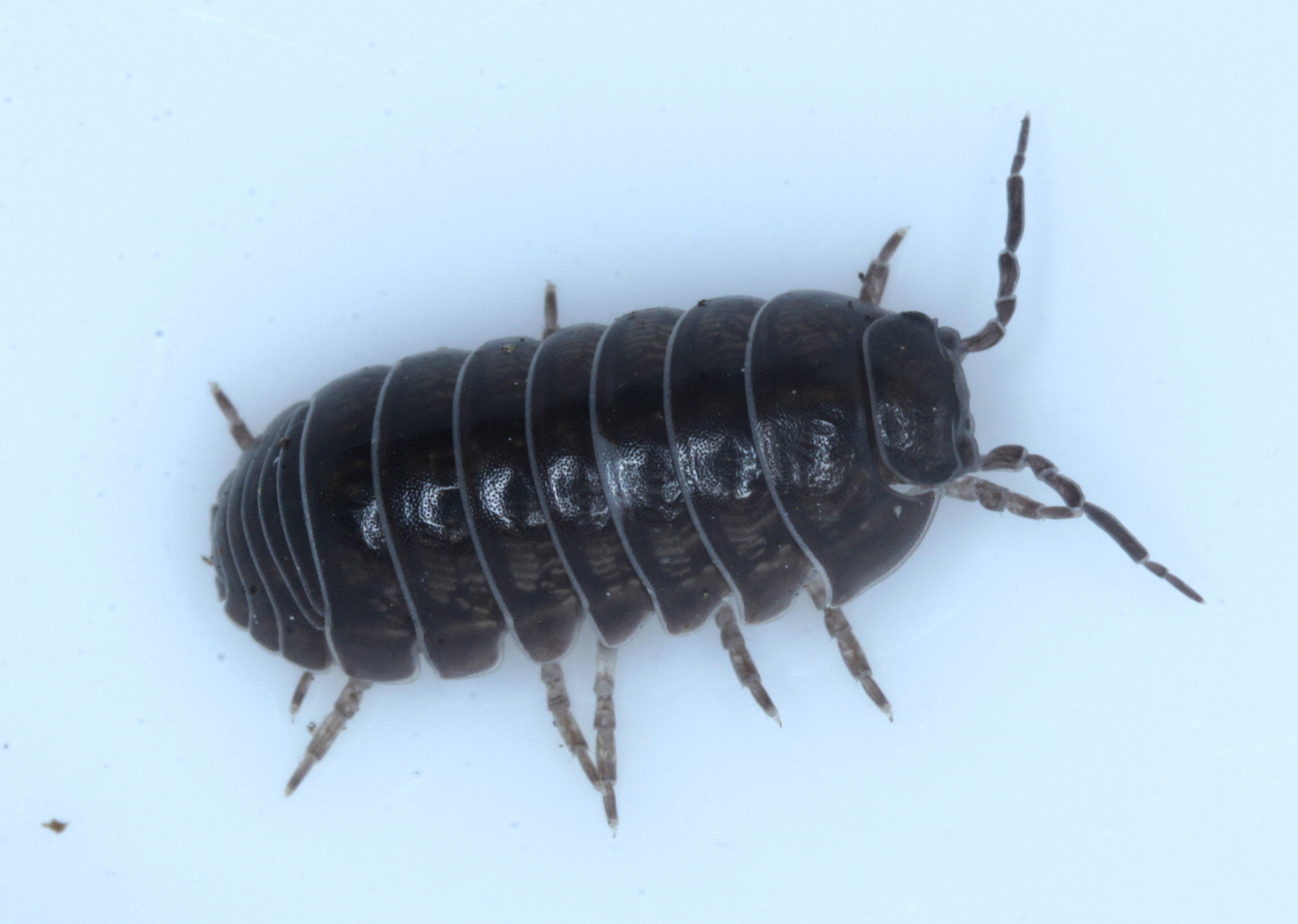 Common Pill Bug in Monterey County, California (1/12/2021).