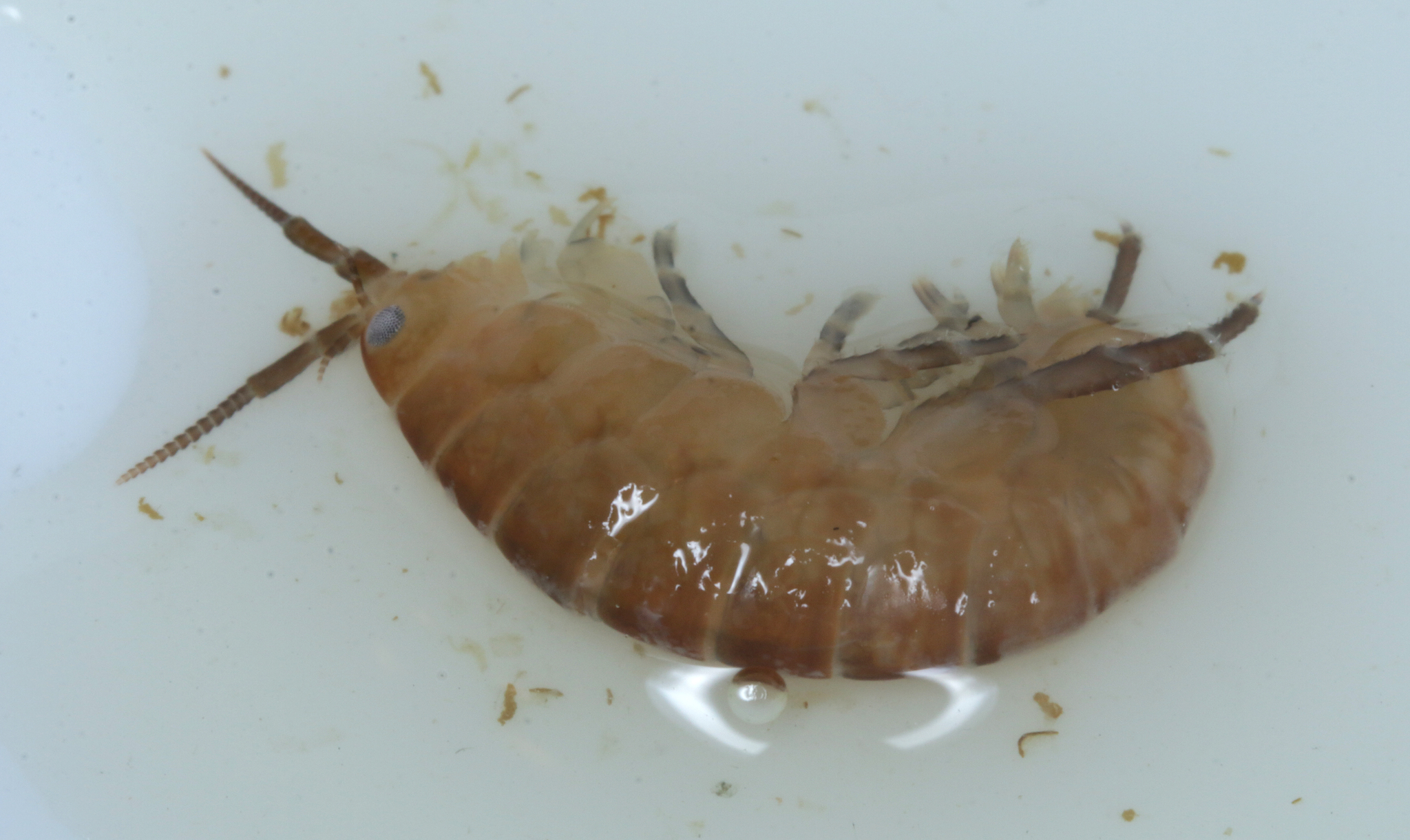 Family Talitridae in Monterey County, California (1/12/2021).
