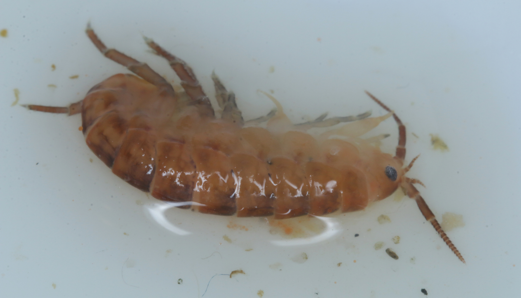 Family Talitridae in Monterey County, California (1/12/2021).