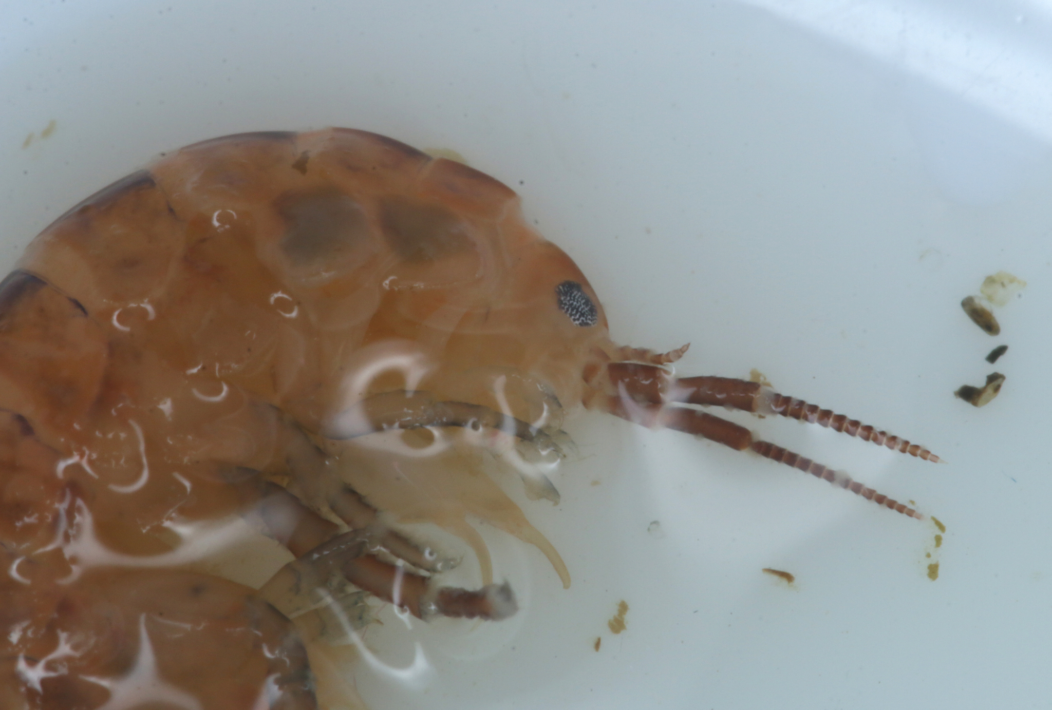 Family Talitridae in Monterey County, California (1/12/2021).