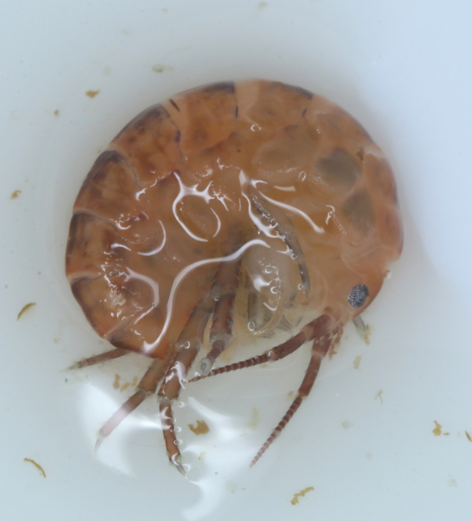 Family Talitridae in Monterey County, California (1/12/2021).