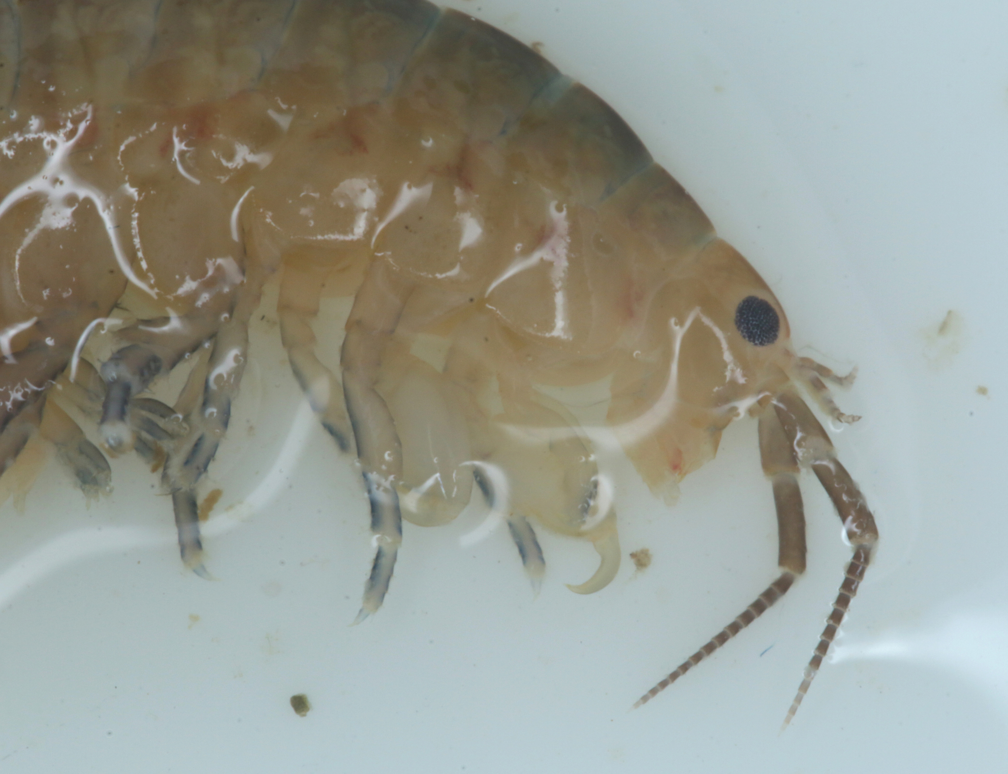 Family Talitridae in Monterey County, California (1/12/2021).