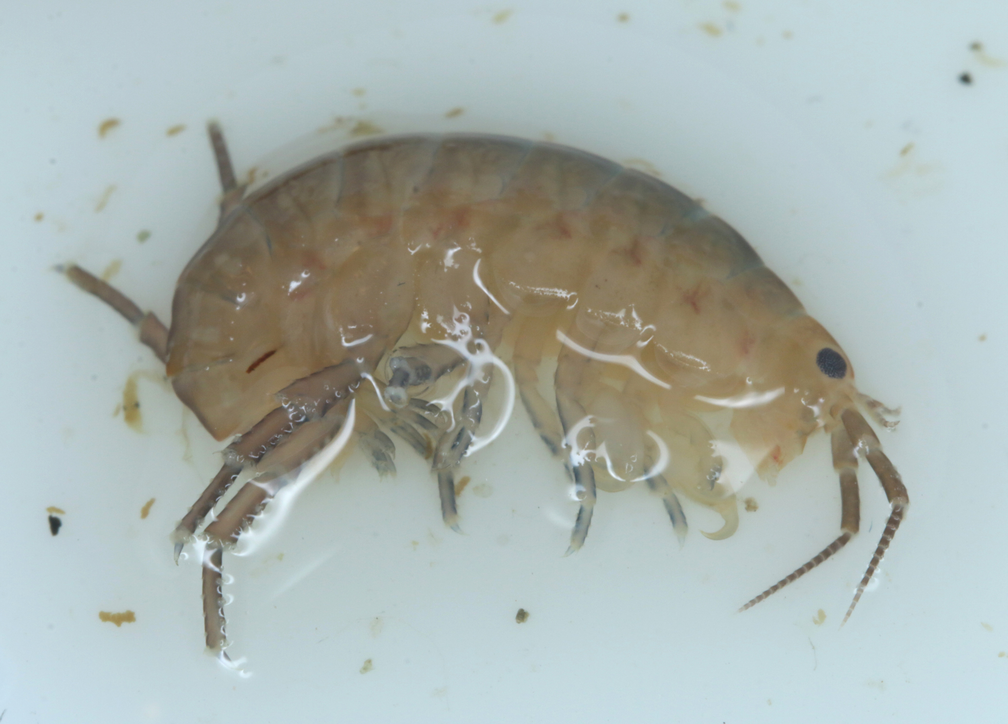Family Talitridae in Monterey County, California (1/12/2021).