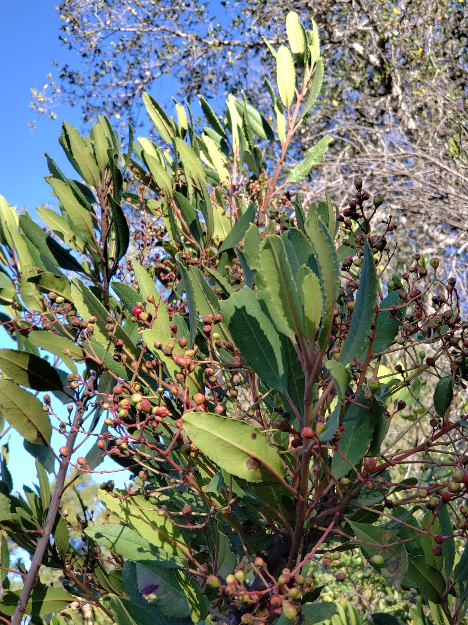 Toyon in Monterey County, California (1/16/2021).