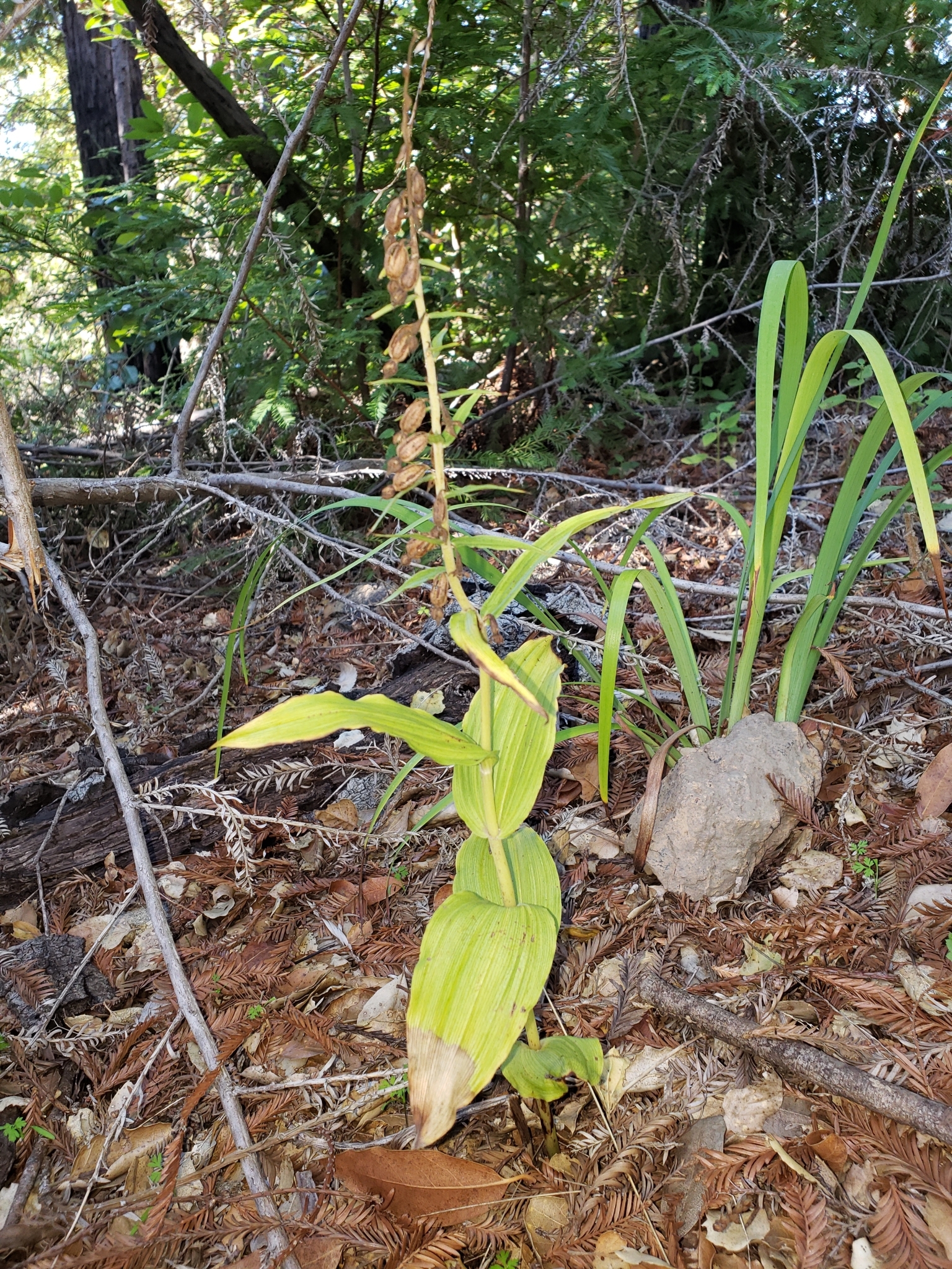 Broad-leaved Helleborine in Monterey County, California (1/16/2021).