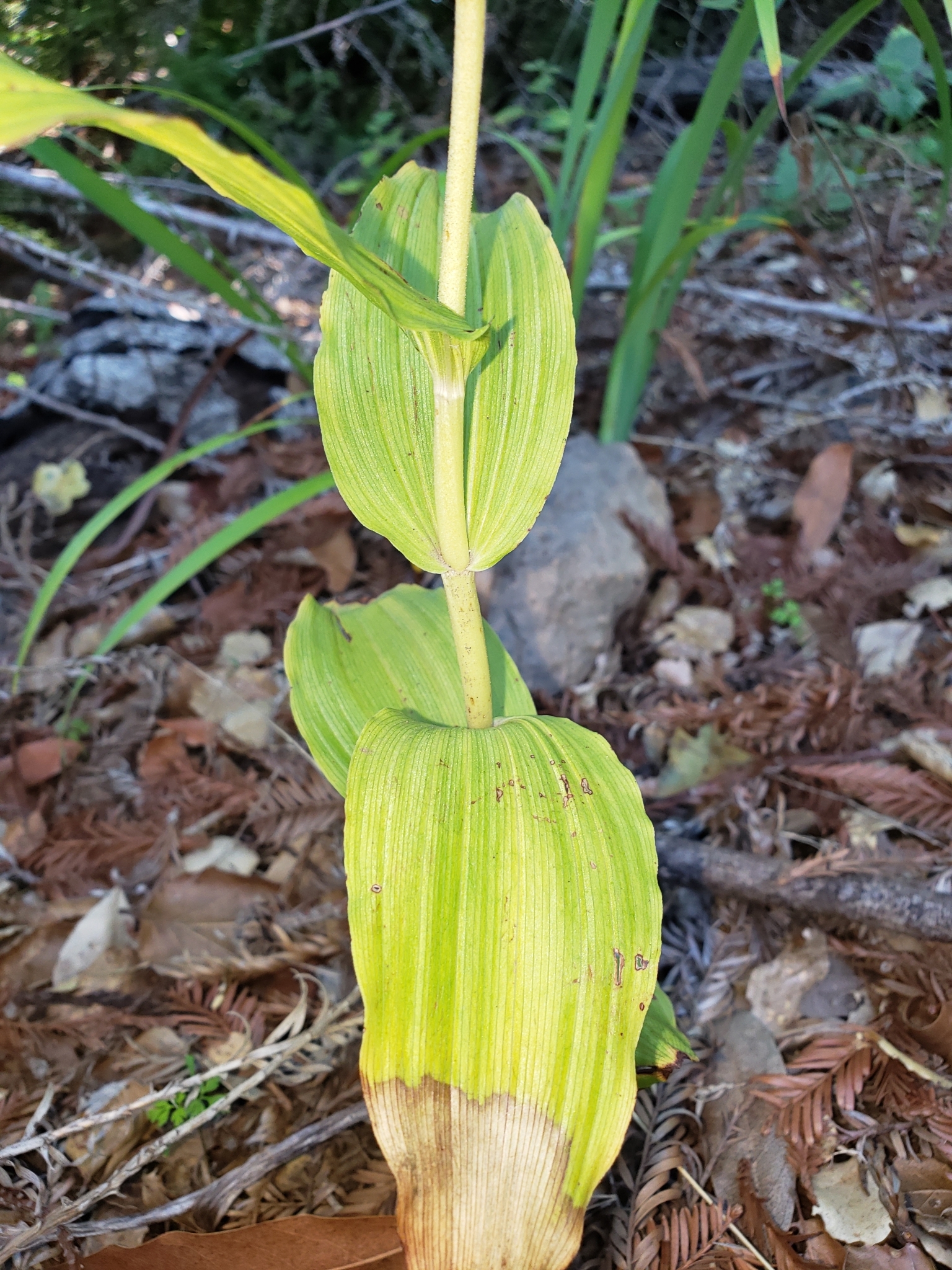 Broad-leaved Helleborine in Monterey County, California (1/16/2021).