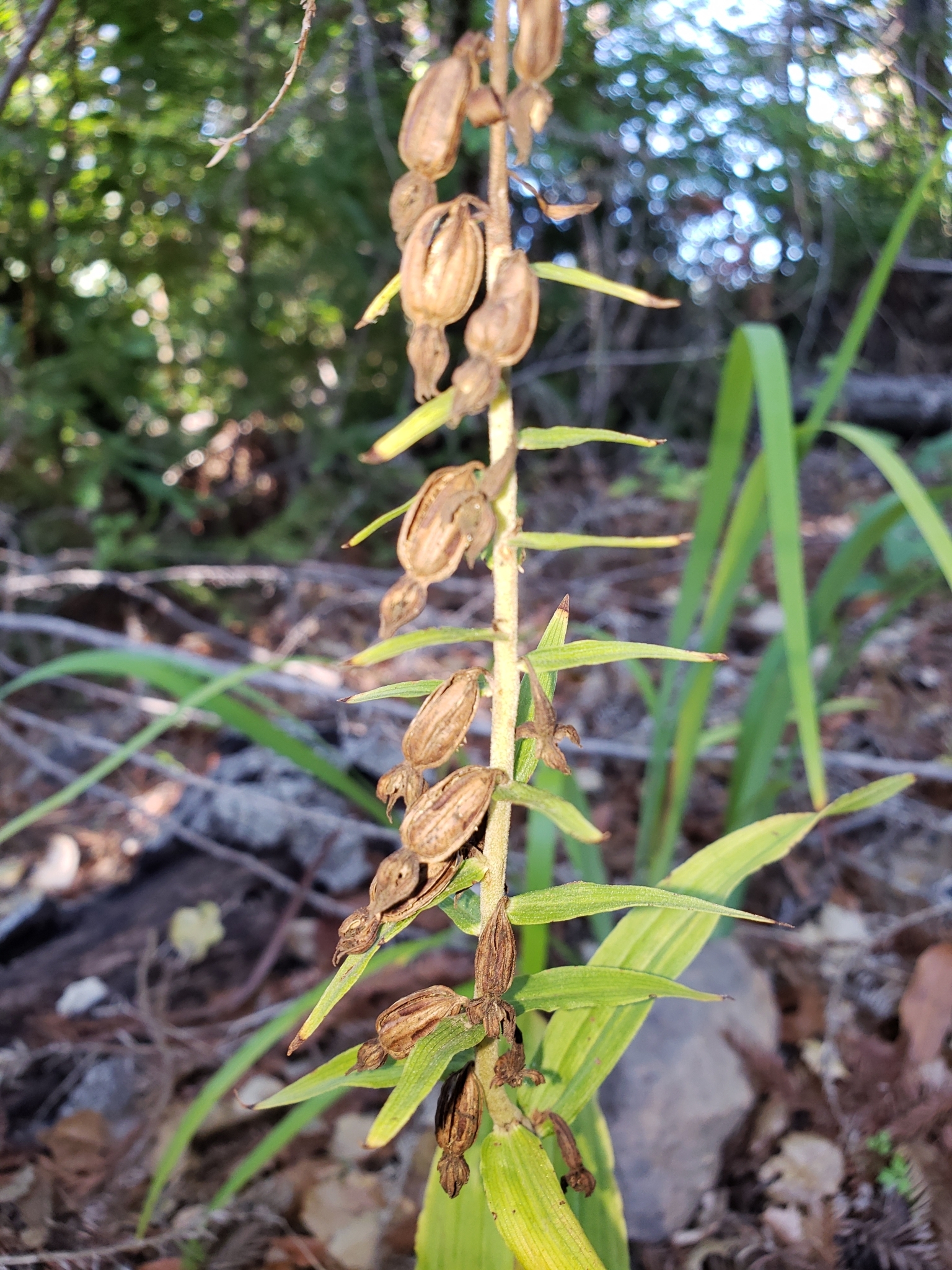 Broad-leaved Helleborine in Monterey County, California (1/16/2021).