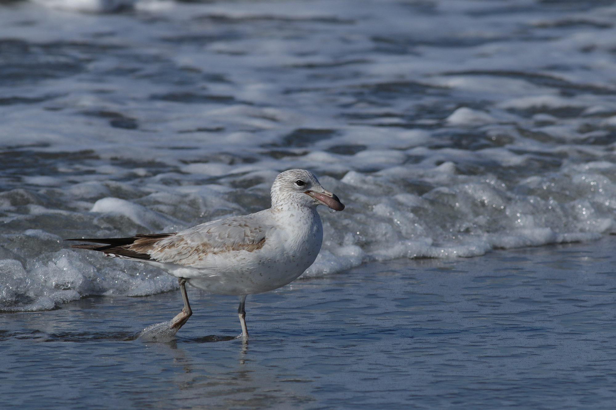 Ring-billed Gull in Monterey County, California (1/23/2021).
