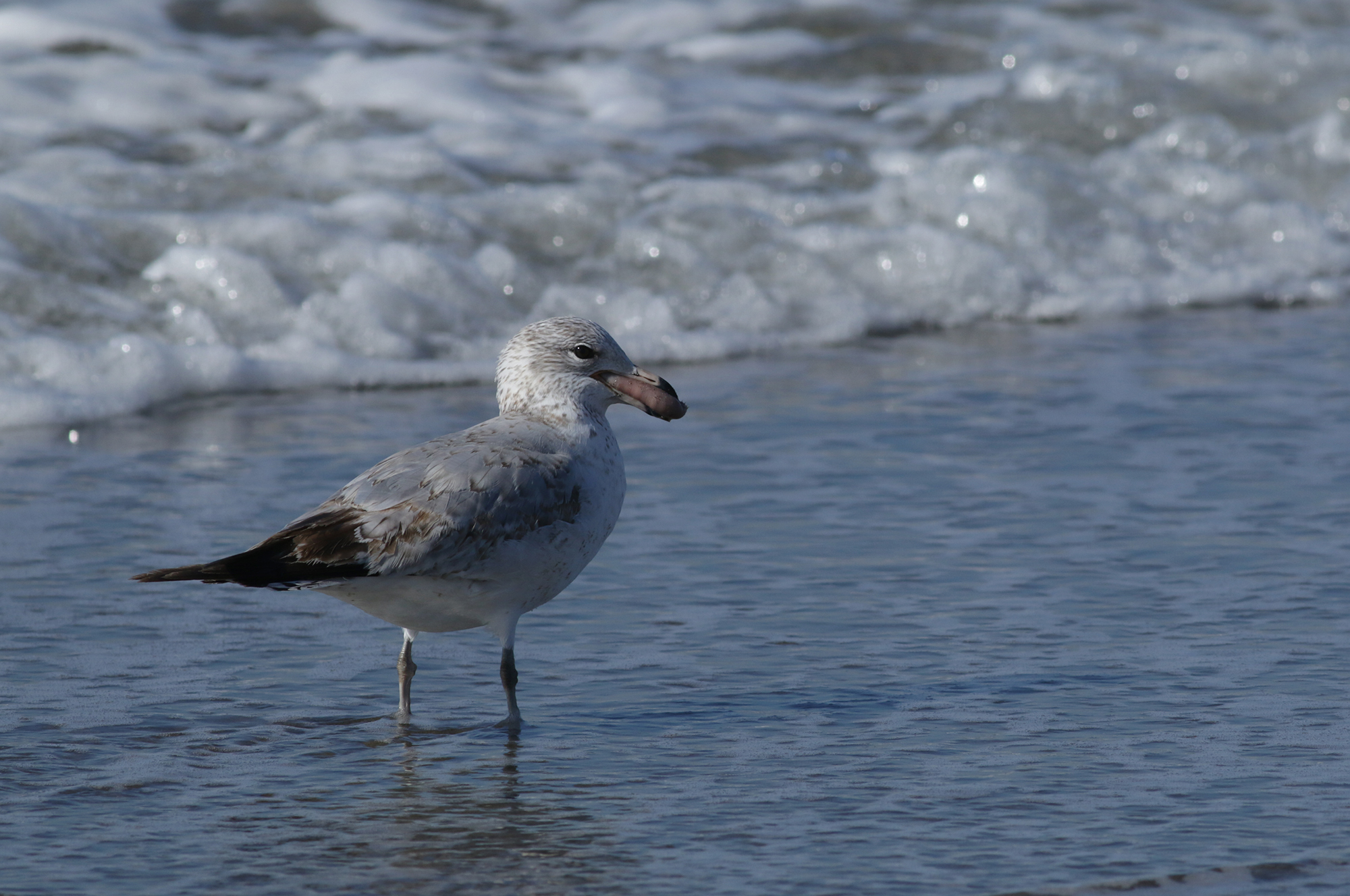 Ring-billed Gull in Monterey County, California (1/23/2021).