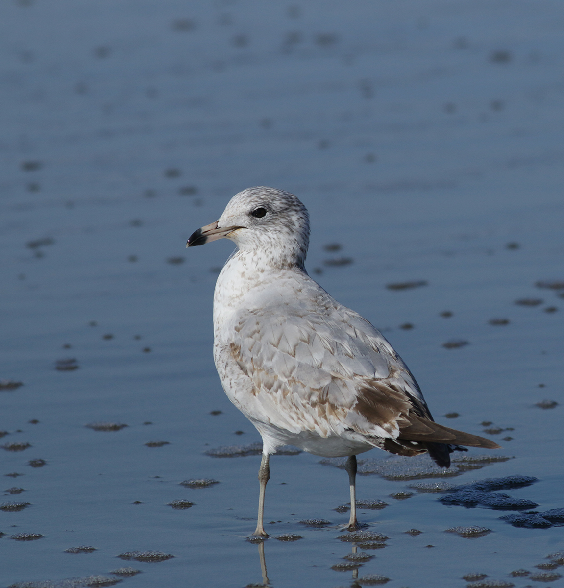 Ring-billed Gull in Monterey County, California (1/23/2021).