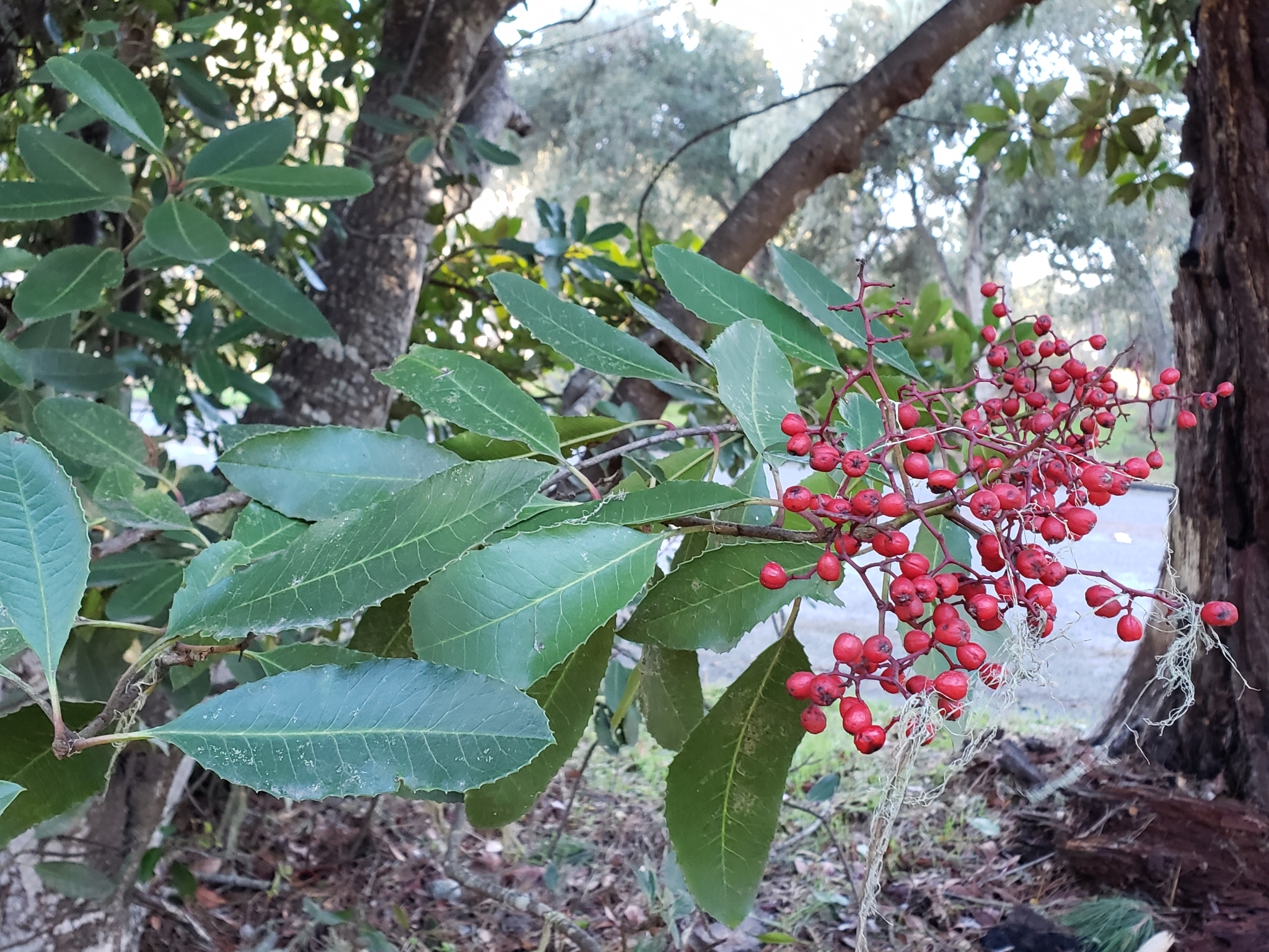 Toyon in Monterey County, California (1/29/2021).
