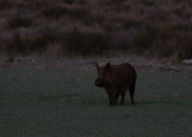Wild Boar in Monterey County, California (//).