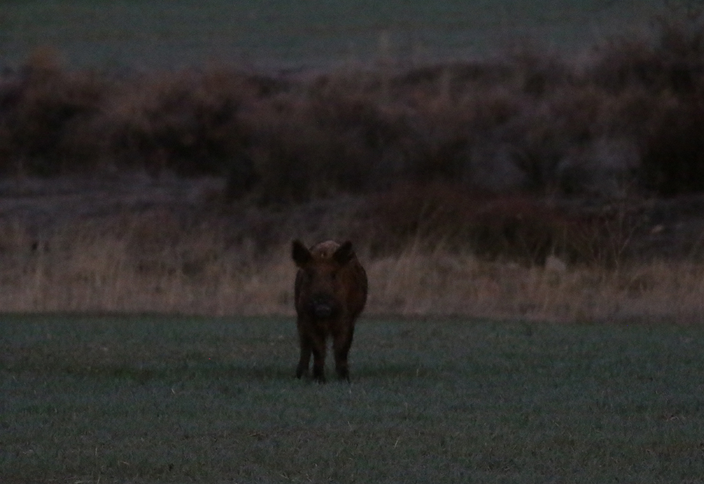 Wild Boar in Monterey County, California (//).