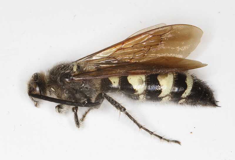 A <em>Dielis plumipes</em> in Anne Arundel Co., Maryland (5/16/2017).