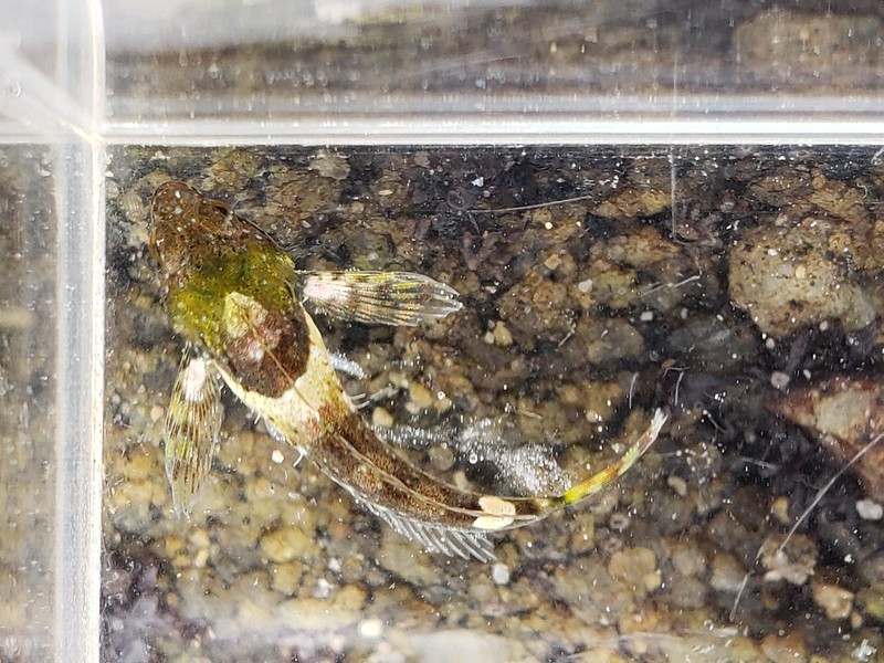Woolly Sculpin in Monterey County, California (12/21/2019).